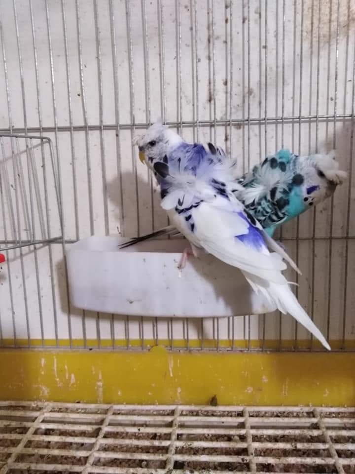 هوجو رومو.. معهم فرخ مفطوم
لا تنسَ أنك شاهدت هذا الإعلان في عنكبوت
جوز هوجو روموا.. شغال...