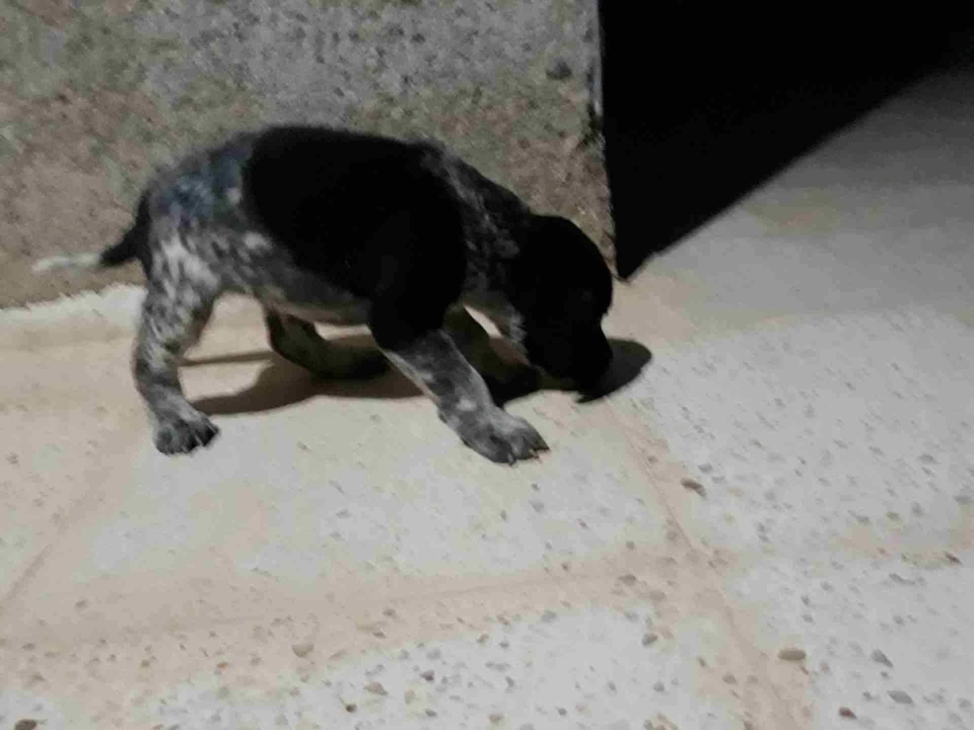 جروه بونتر العمر شهرين سعر مغري
لا تنسَ أنك شاهدت هذا الإعلان في عنكبوت
بونتر انكليزي...