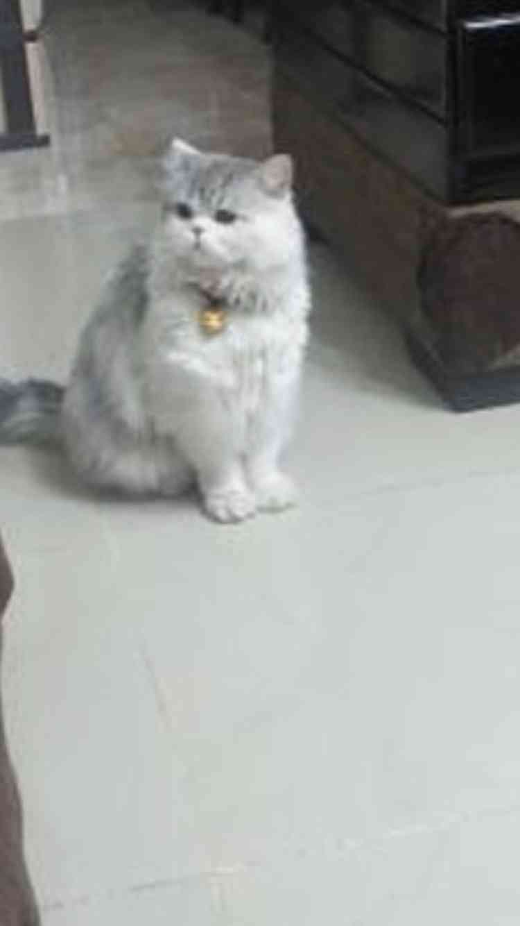 شيرازي شانشيلا للبيع
لا تنسَ أنك شاهدت هذا الإعلان في عنكبوت
ذكر عمره 1
معه كل اغراضه ..
منط...