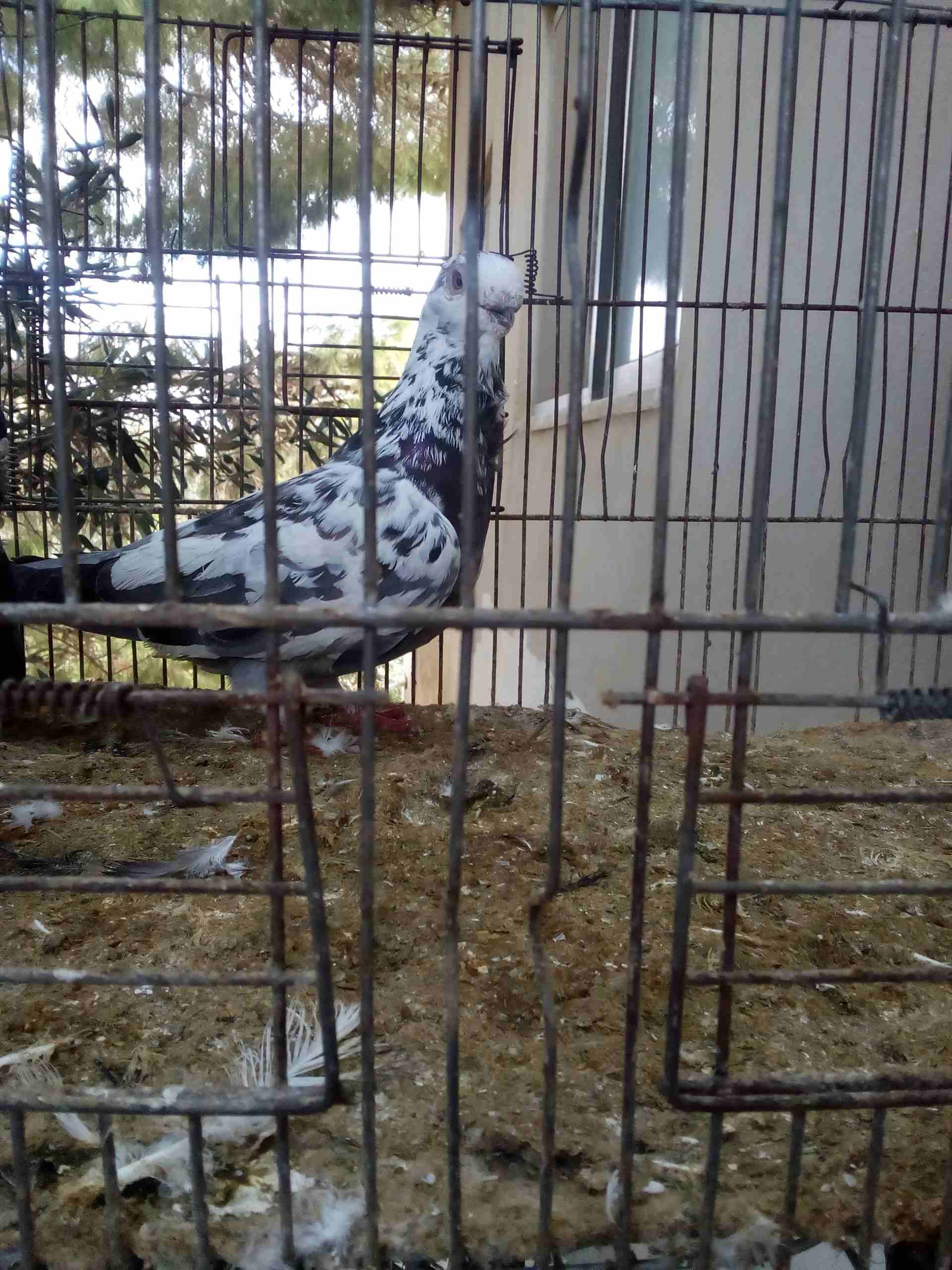 3 جواز ذبابنه
لا تنسَ أنك شاهدت هذا الإعلان في عنكبوت
الفحول الثلاث نخب الطواير بولنديه زرقا مقلو...