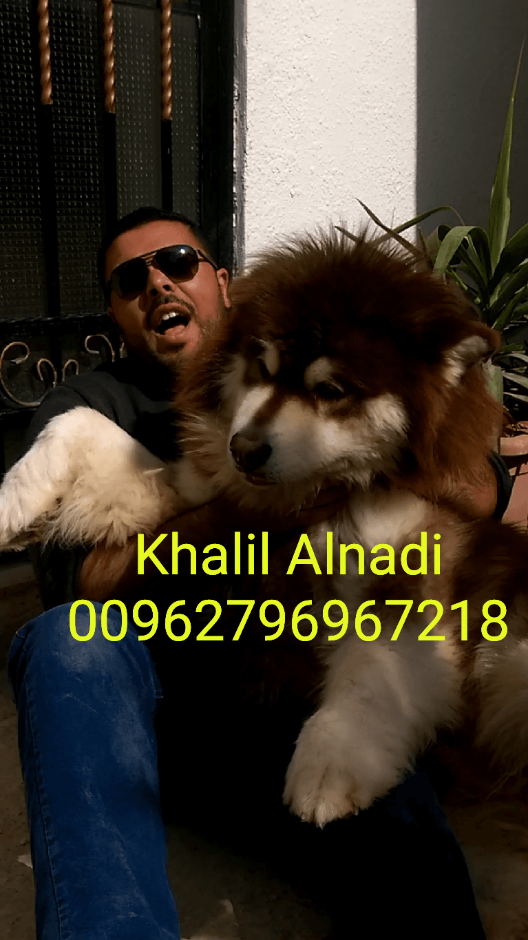 Gaint Alaskan Malamute
لا تنسَ أنك شاهدت هذا الإعلان في عنكبوت
بسم الله ما شاء الله ...
متاح...