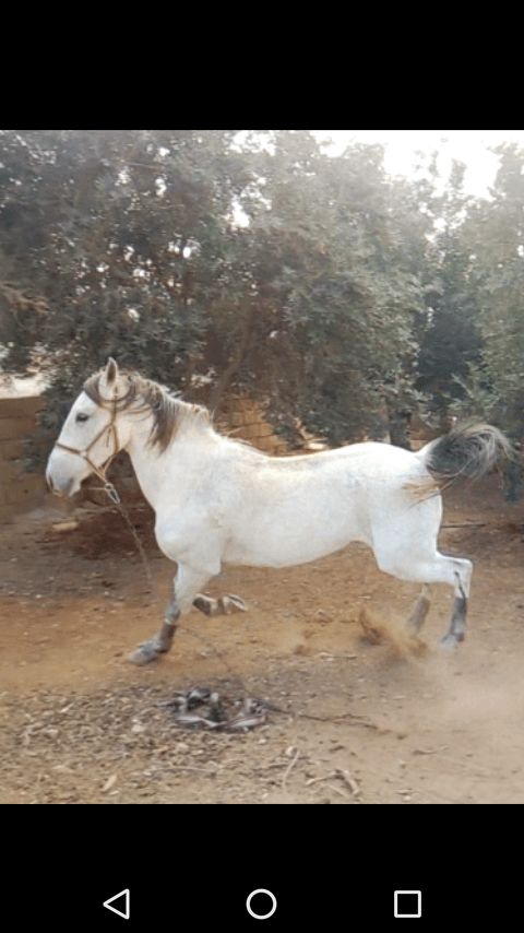 فرس عمر 6 سنوات كفاله صحه و دم حامي ركوب بس و شرا يرن
لا تنسَ أنك شاهدت هذا الإعلان في عنكبوت
فرس...