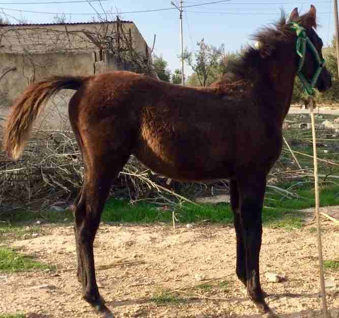 خيل للبيع
لا تنسَ أنك شاهدت هذا الإعلان في عنكبوت
حصان عمره 4 شهور ابن غيلان0798508955
ر...