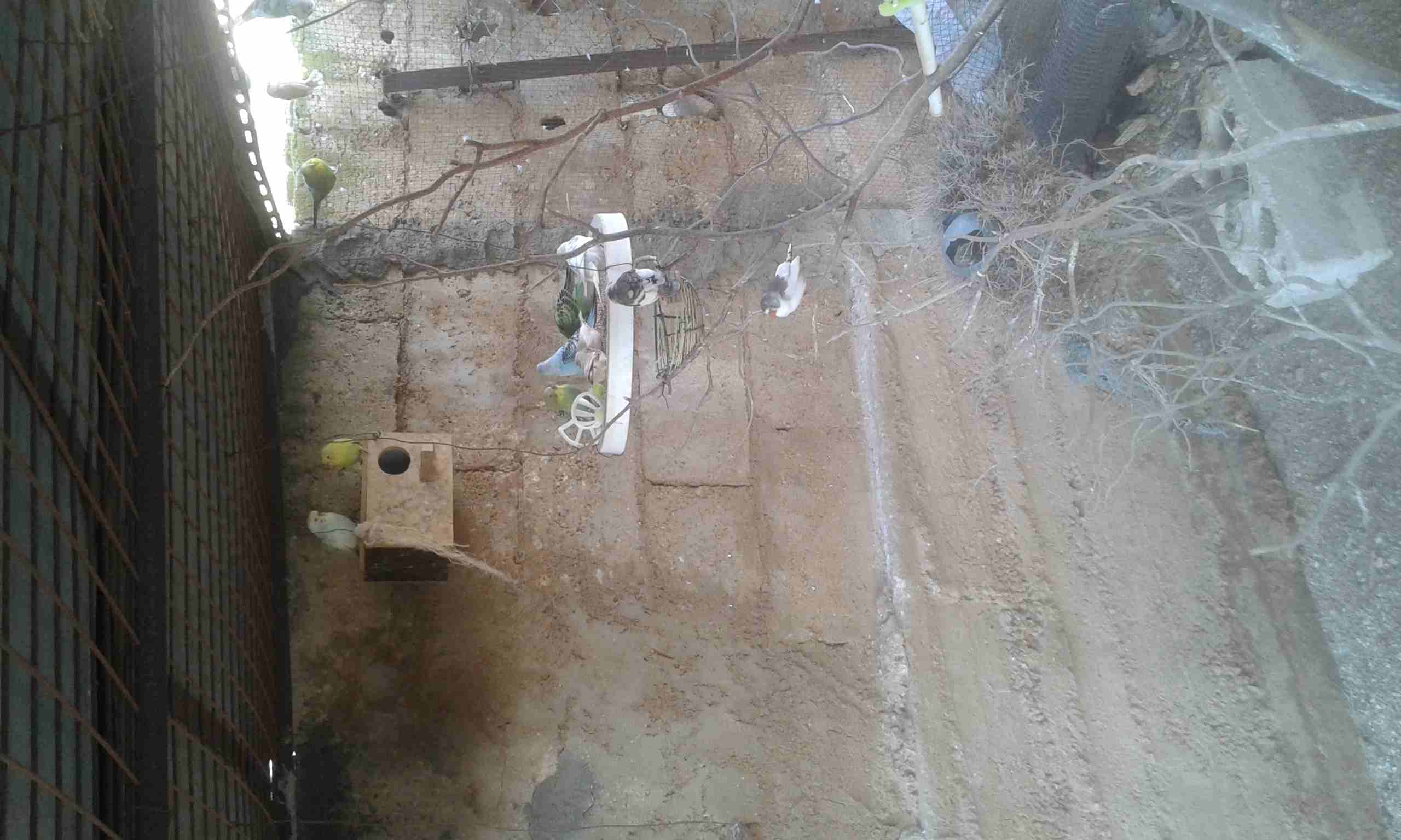 كوم عصافير حب وجنه
لا تنسَ أنك شاهدت هذا الإعلان في عنكبوت
جوز حب فحل مع طيرتين وأربع فراخ
جوز حب...
