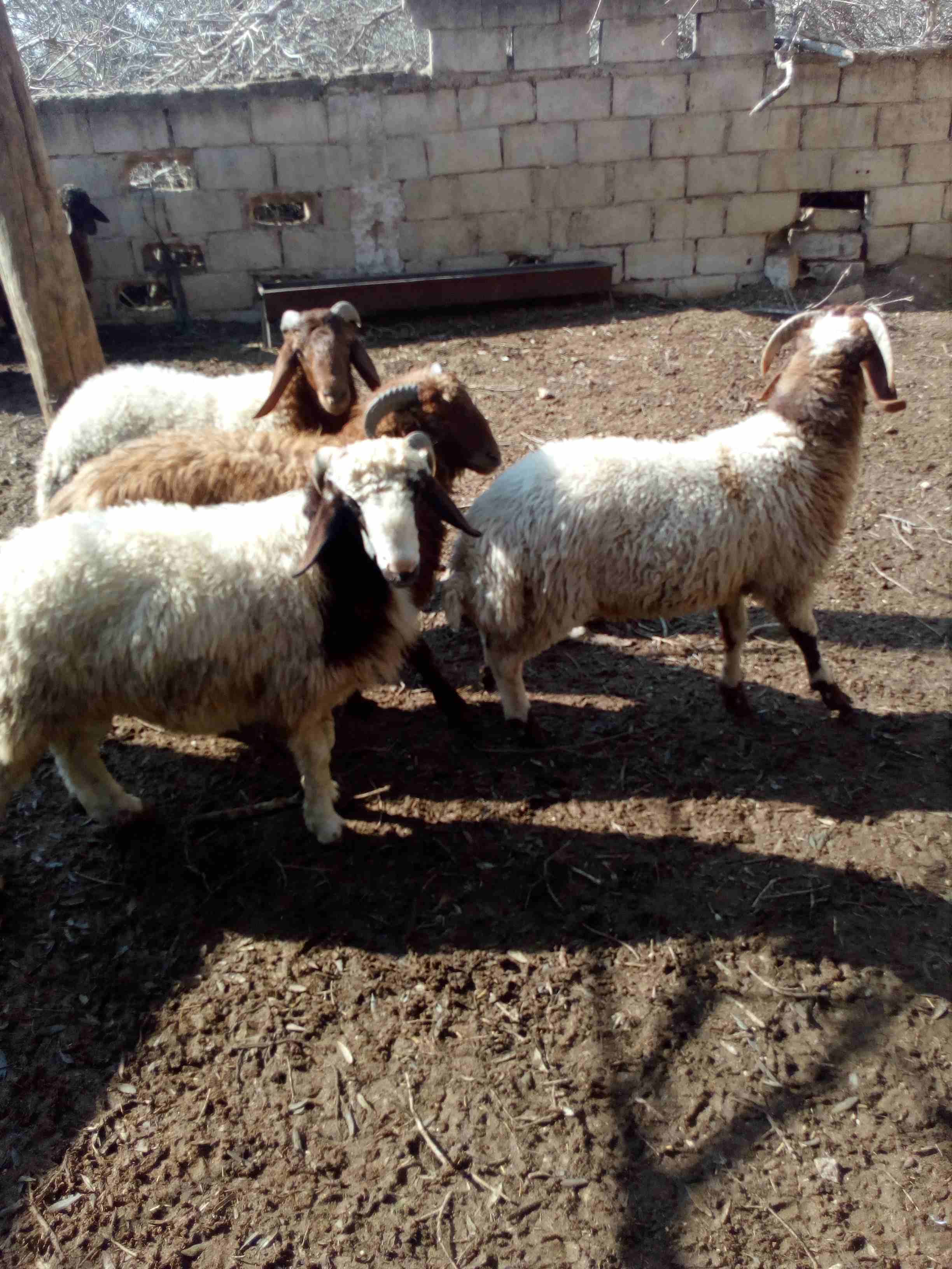 خرفان للبيع
لا تنسَ أنك شاهدت هذا الإعلان في عنكبوت
خمس خرفان للبيع...