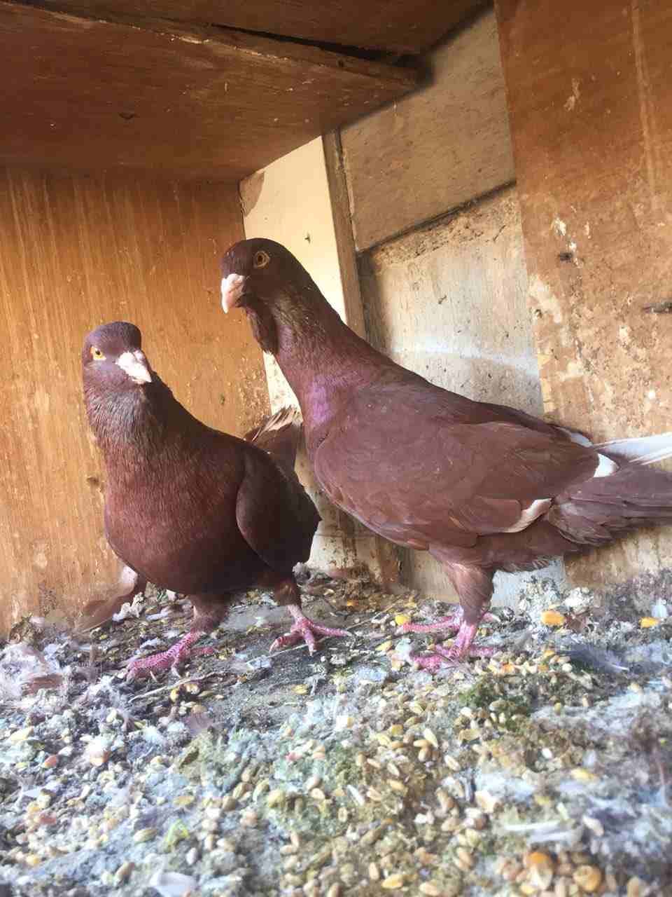 جوزين شغلات للبيع او البدل
لا تنسَ أنك شاهدت هذا الإعلان في عنكبوت
جواز شغلات...