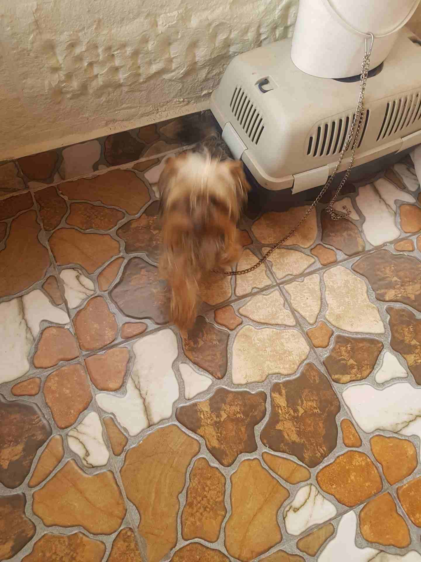 كلب يورك شير زينه اوكراني مع جواز سفر
لا تنسَ أنك شاهدت هذا الإعلان في عنكبوت
عمره ست شهور ذكر مع...