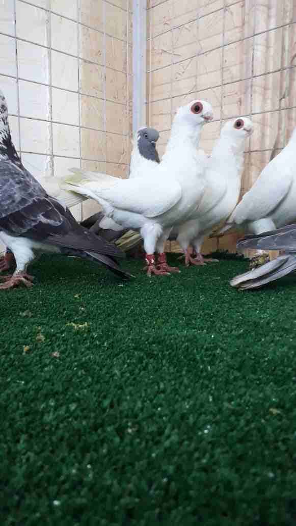 جواز مخاليف وفحول وطواير للبيع
لا تنسَ أنك شاهدت هذا الإعلان في عنكبوت
جواز بولندي
جواز اصطمبولي...