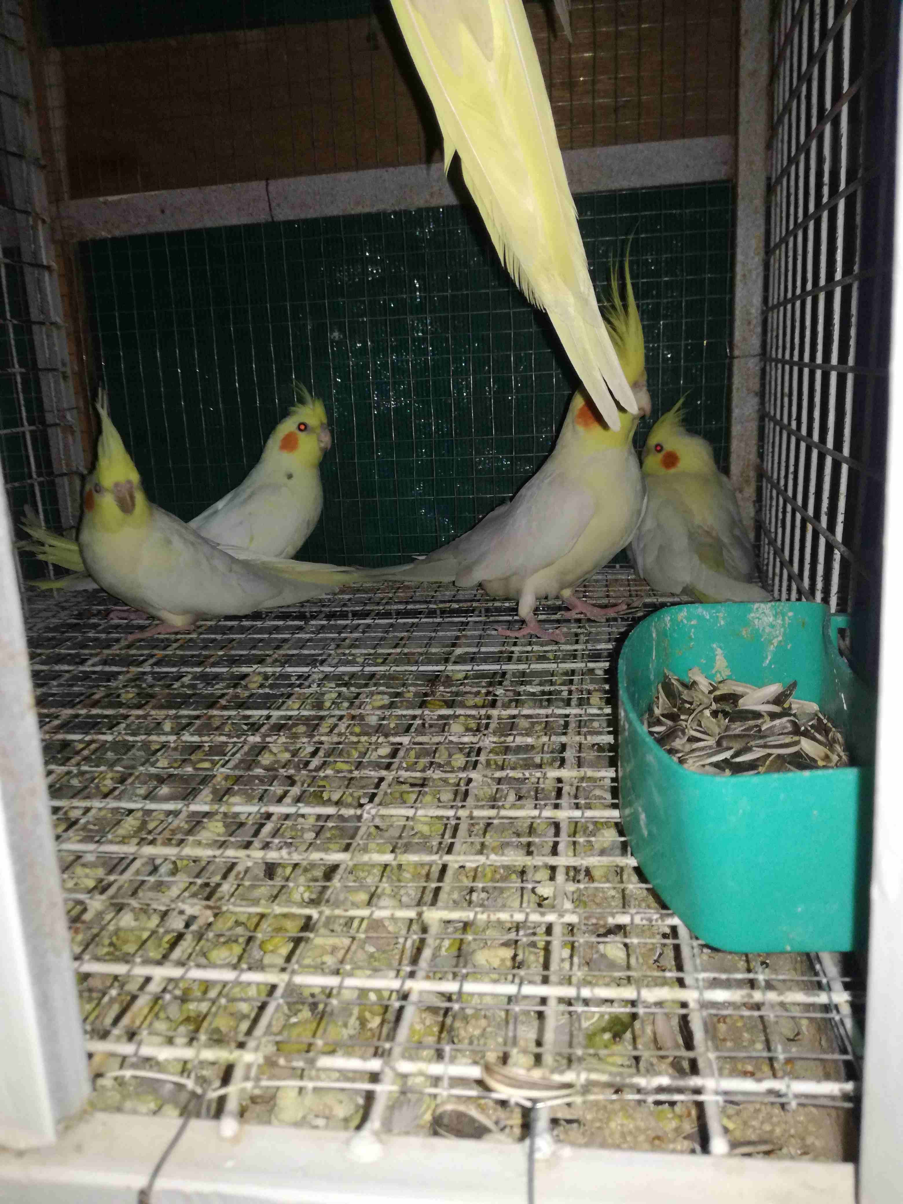 كوكتيل
لا تنسَ أنك شاهدت هذا الإعلان في عنكبوت
ثلاث فراخ لاتينو عمر 3 شهورللبيع 40دينار سعر منهي...