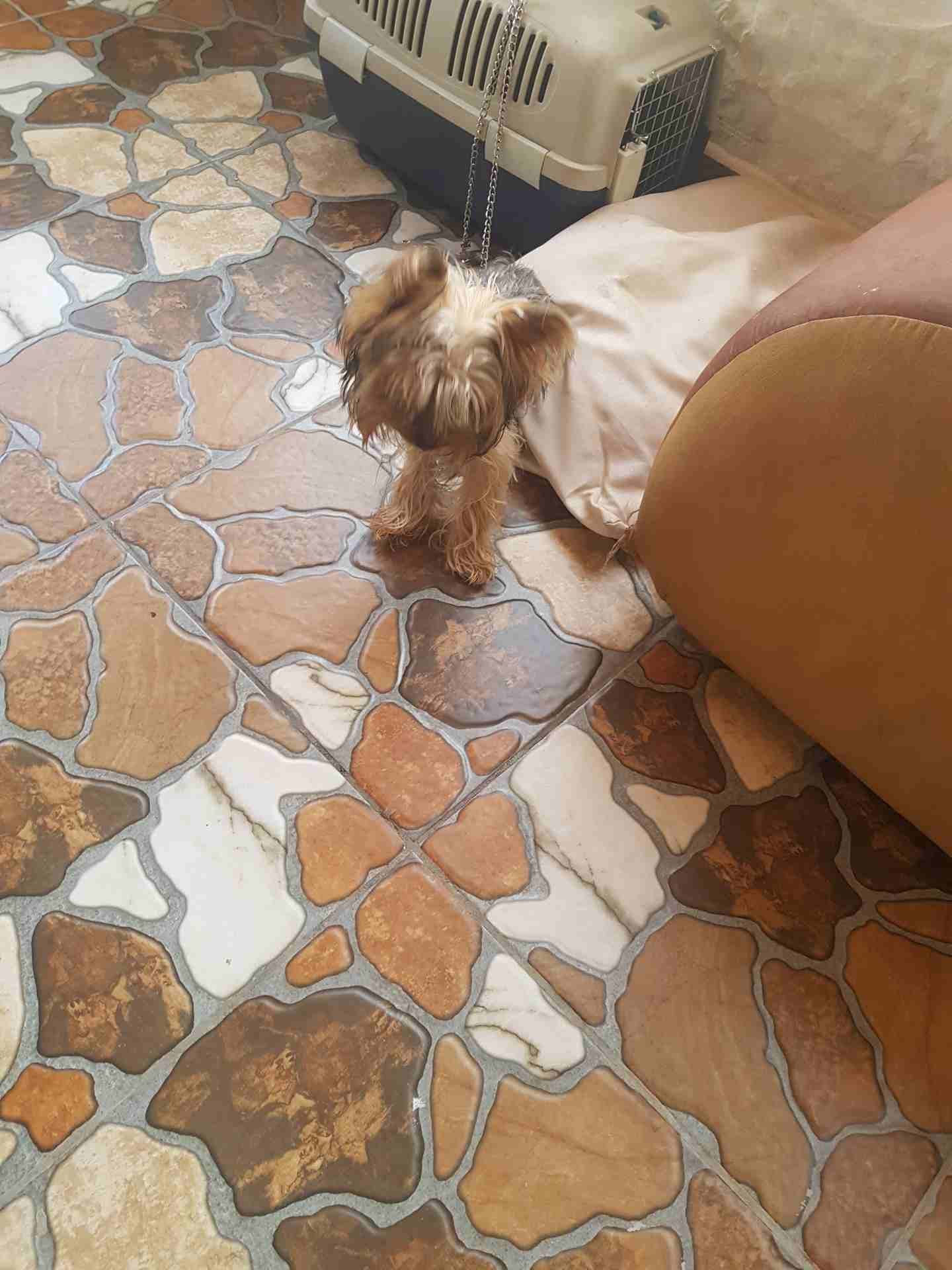 كلب يورك شير زينه اوكراني مع جواز سفر
لا تنسَ أنك شاهدت هذا الإعلان في عنكبوت
عمره ست شهور ذكر مع...