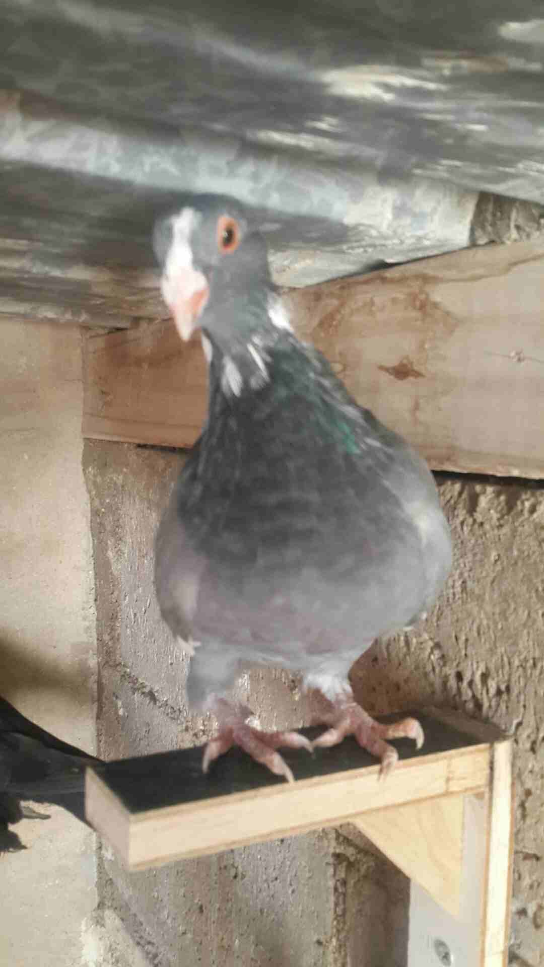 كوم فراخ للبيع فطم جديد وبواقي أنواع والوان 0796513536
لا تنسَ أنك شاهدت هذا الإعلان في عنكبوت
0796513536 الزرقاء...