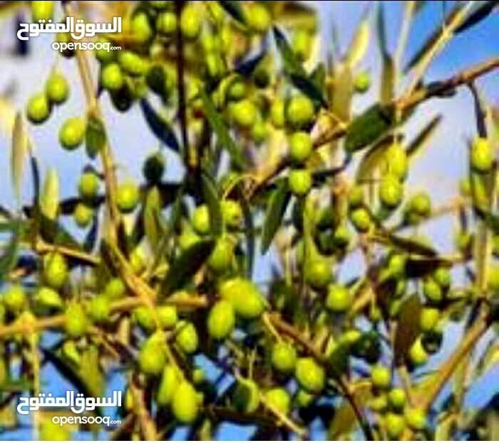 زيت رومي بعل الاصلي
لا تنسَ أنك شاهدت هذا الإعلان في عنكبوت
زيت زيتؤن للبيع.. رؤمي/ بعل/ الاص...