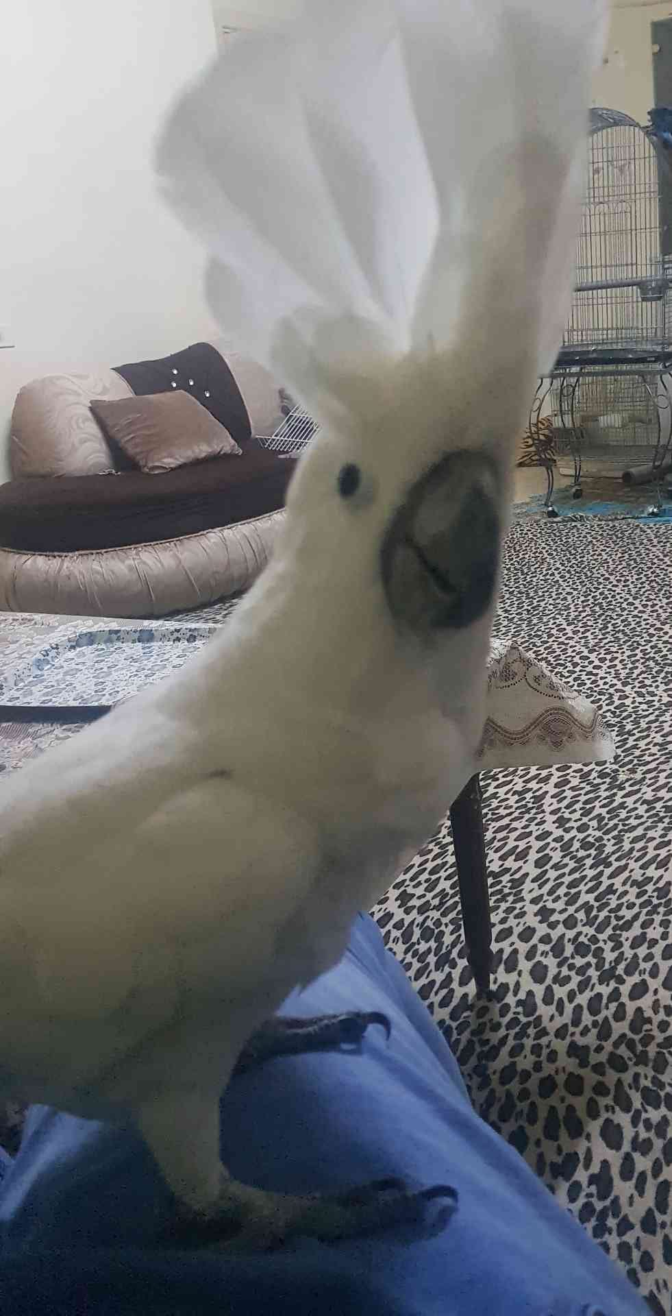 كوكاتو امبريلا
لا تنسَ أنك شاهدت هذا الإعلان في عنكبوت
كوكاتو امبريلا متكلم مواجه على ايدك ال...