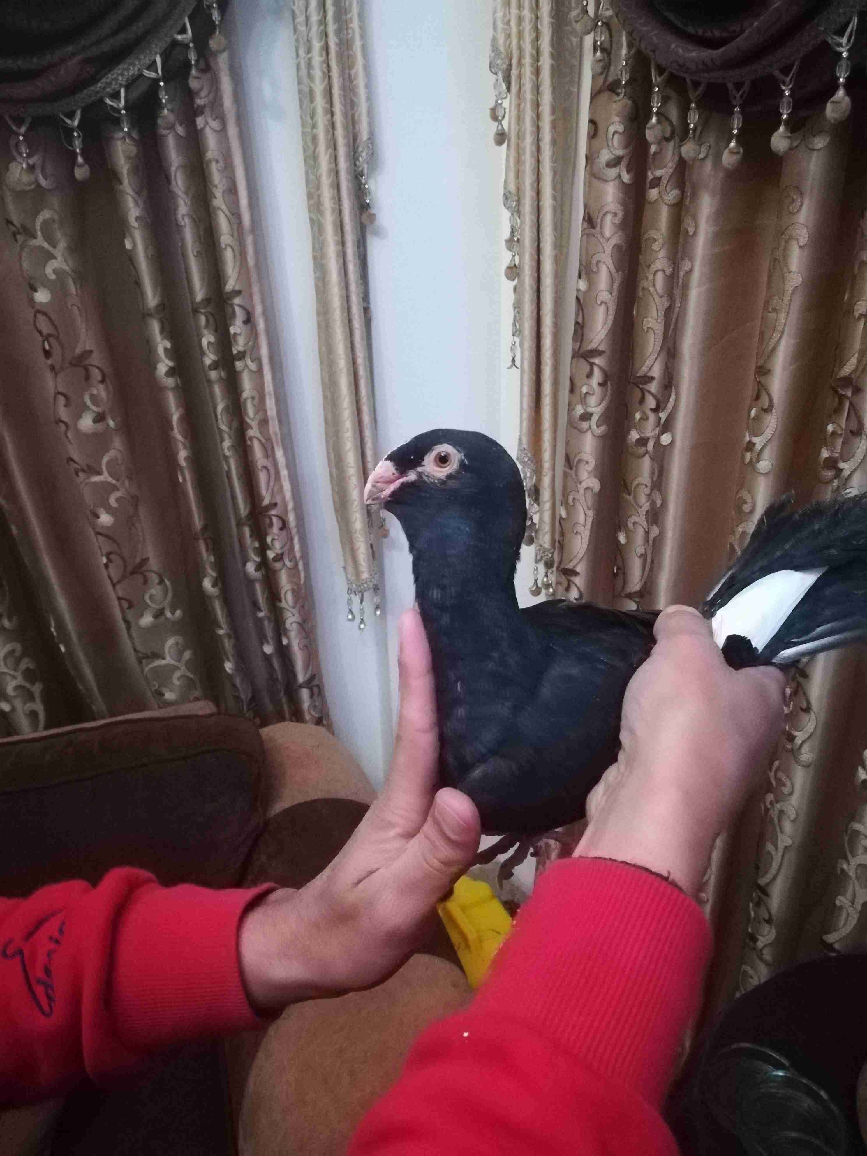 فرخ بواقي 9 للبيع
لا تنسَ أنك شاهدت هذا الإعلان في عنكبوت
للبيع بدون سلاله فلان وعلان...