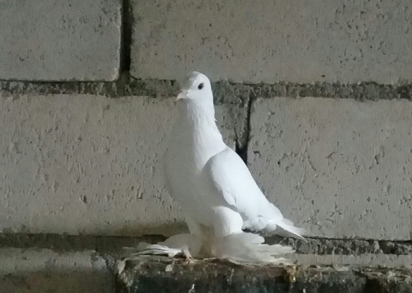 للبيع عرض مميز ذكرين مكاوي ومخلوف لون أبيض زينة
لا تنسَ أنك شاهدت هذا الإعلان في عنكبوت
ذكر ش...
