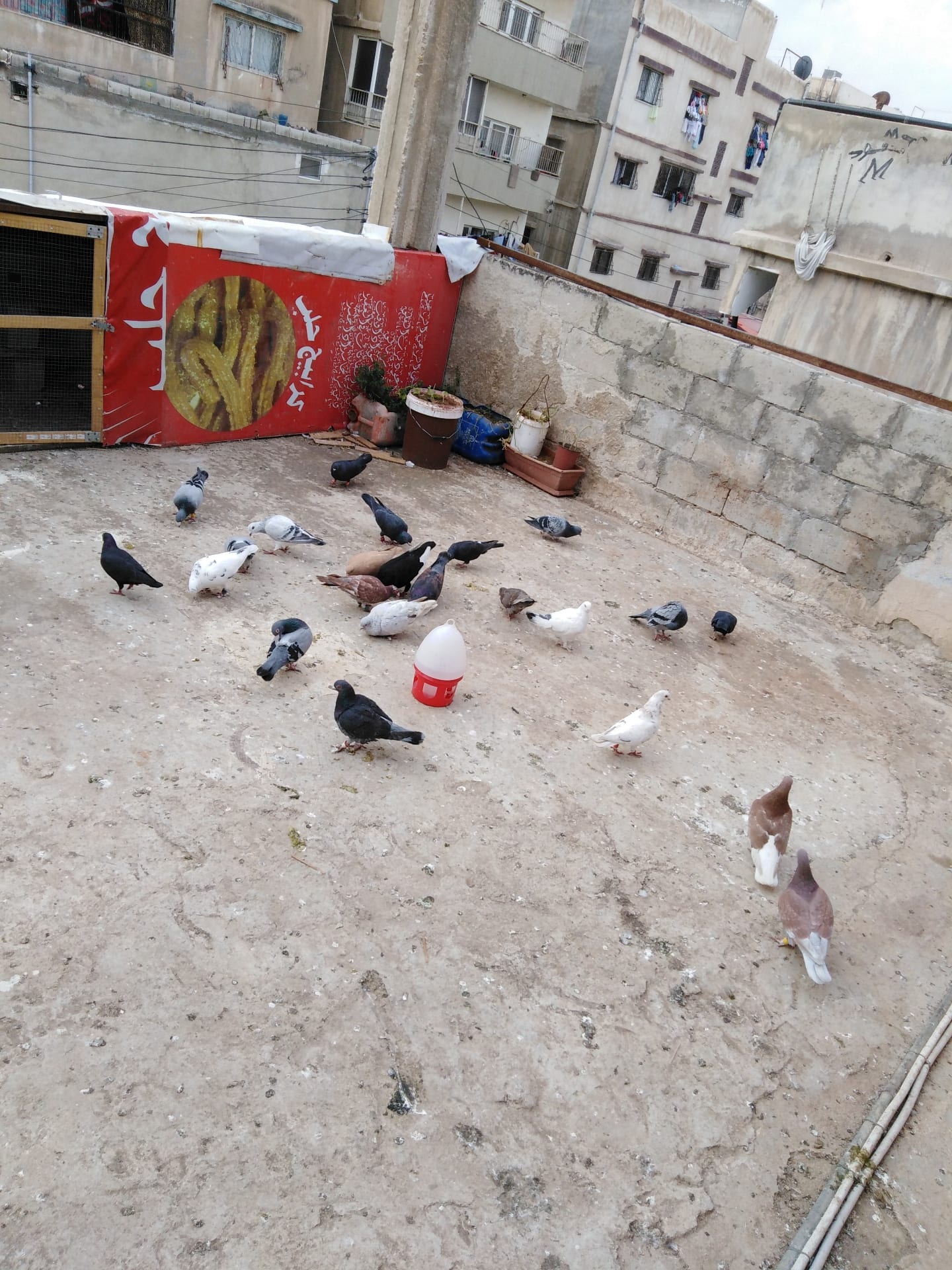 حمام للبيع كامله حي نزال
لا تنسَ أنك شاهدت هذا الإعلان في عنكبوت
كشه حمام كامله بفراخها وبيضه...