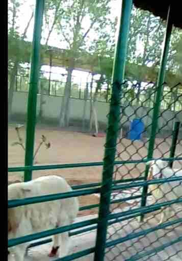 انشاء وادارة مزارع الاغنام المغلقة النموذجية (100 خاروف وما فوق)
لا تنسَ أنك شاهدت هذا الإعلان في عنكبوت...
