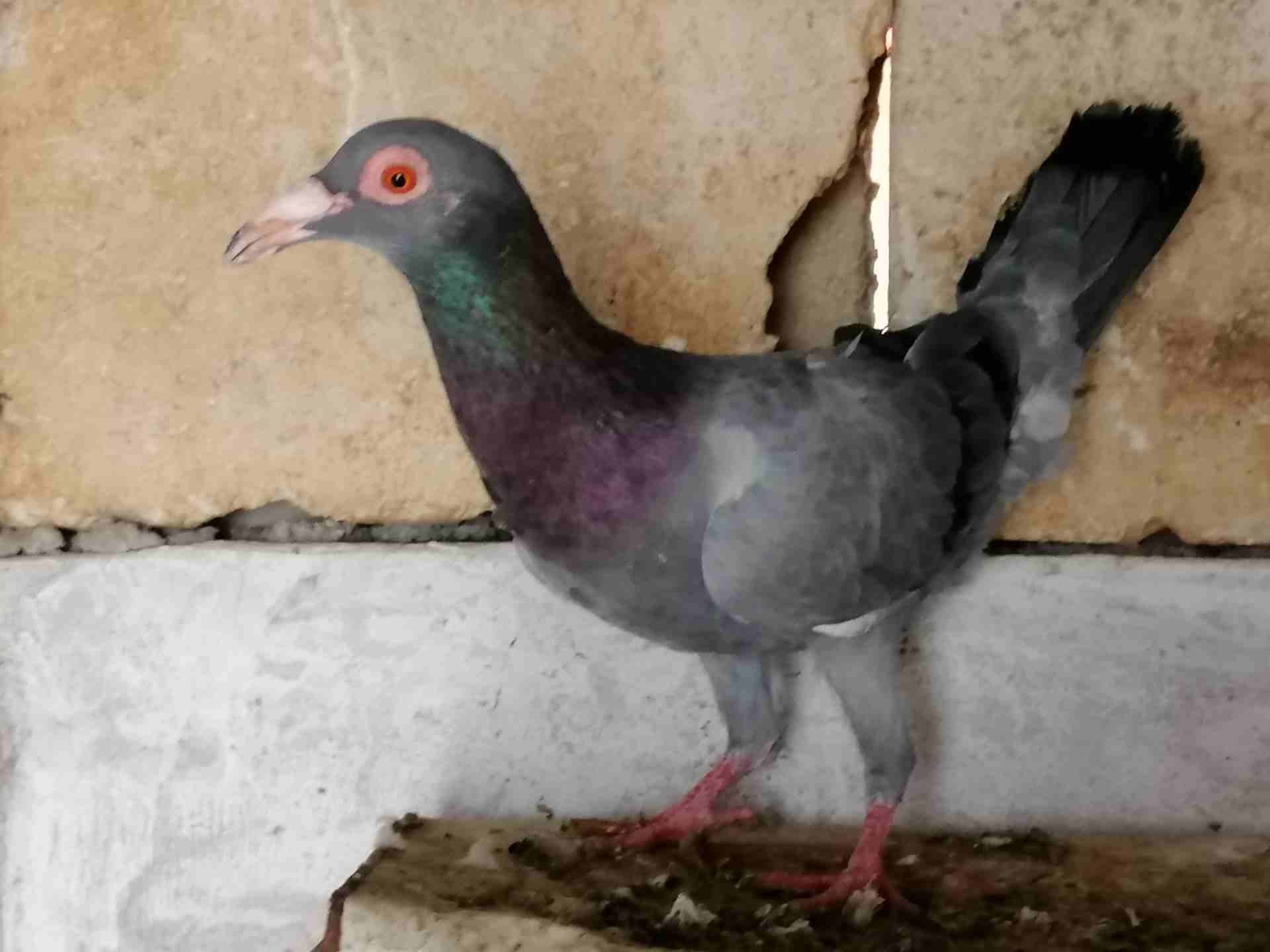 جوز كينج براملي جامبووووووووو
لا تنسَ أنك شاهدت هذا الإعلان في عنكبوت
جوز كينج مثل الطابه الصلاه...