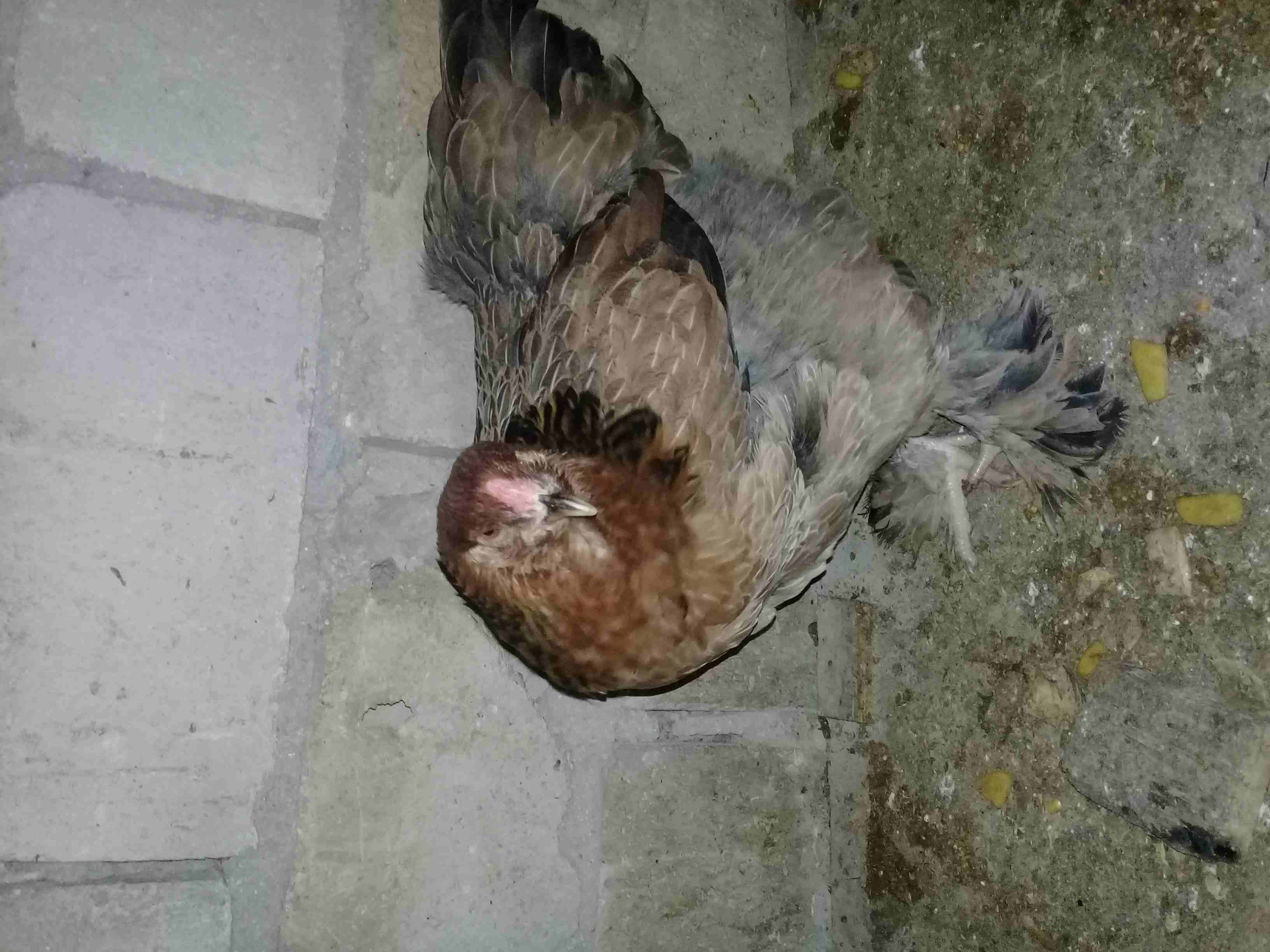 دجاج براهمه للبيع على وجه شغل صحه بالصلاة على النبي
لا تنسَ أنك شاهدت هذا الإعلان في عنكبوت
دجاج...
