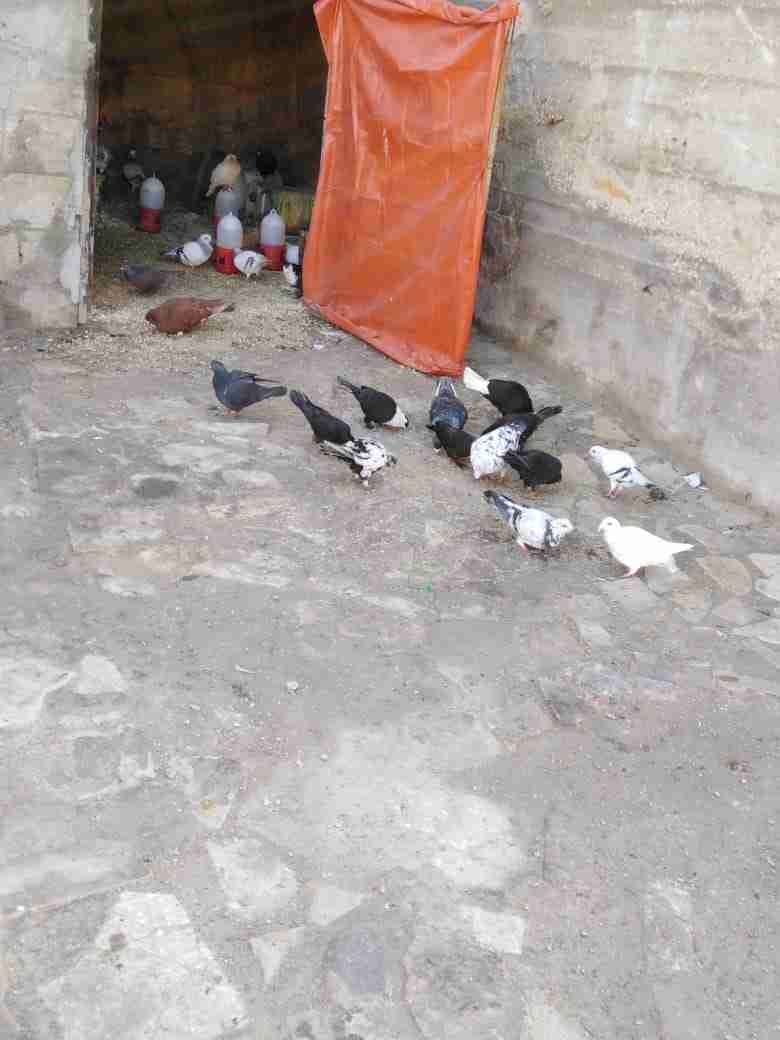 حمام كش وزق
لا تنسَ أنك شاهدت هذا الإعلان في عنكبوت
حمام كش وزق بسعر مغري الطير بخمسه العدد 4...