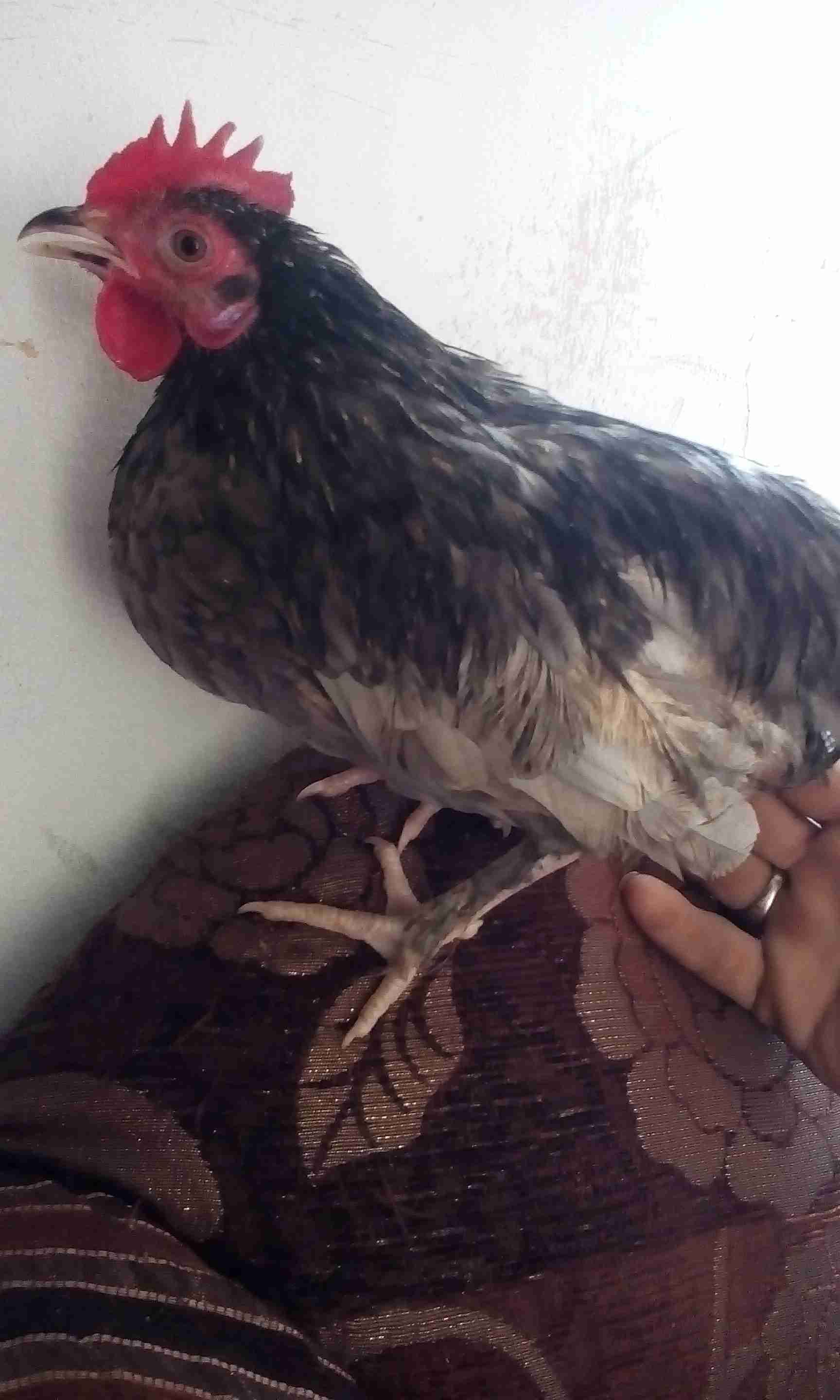 ديوك فراخ عدد اربعه عمر ست شهور
لا تنسَ أنك شاهدت هذا الإعلان في عنكبوت
بسعر...