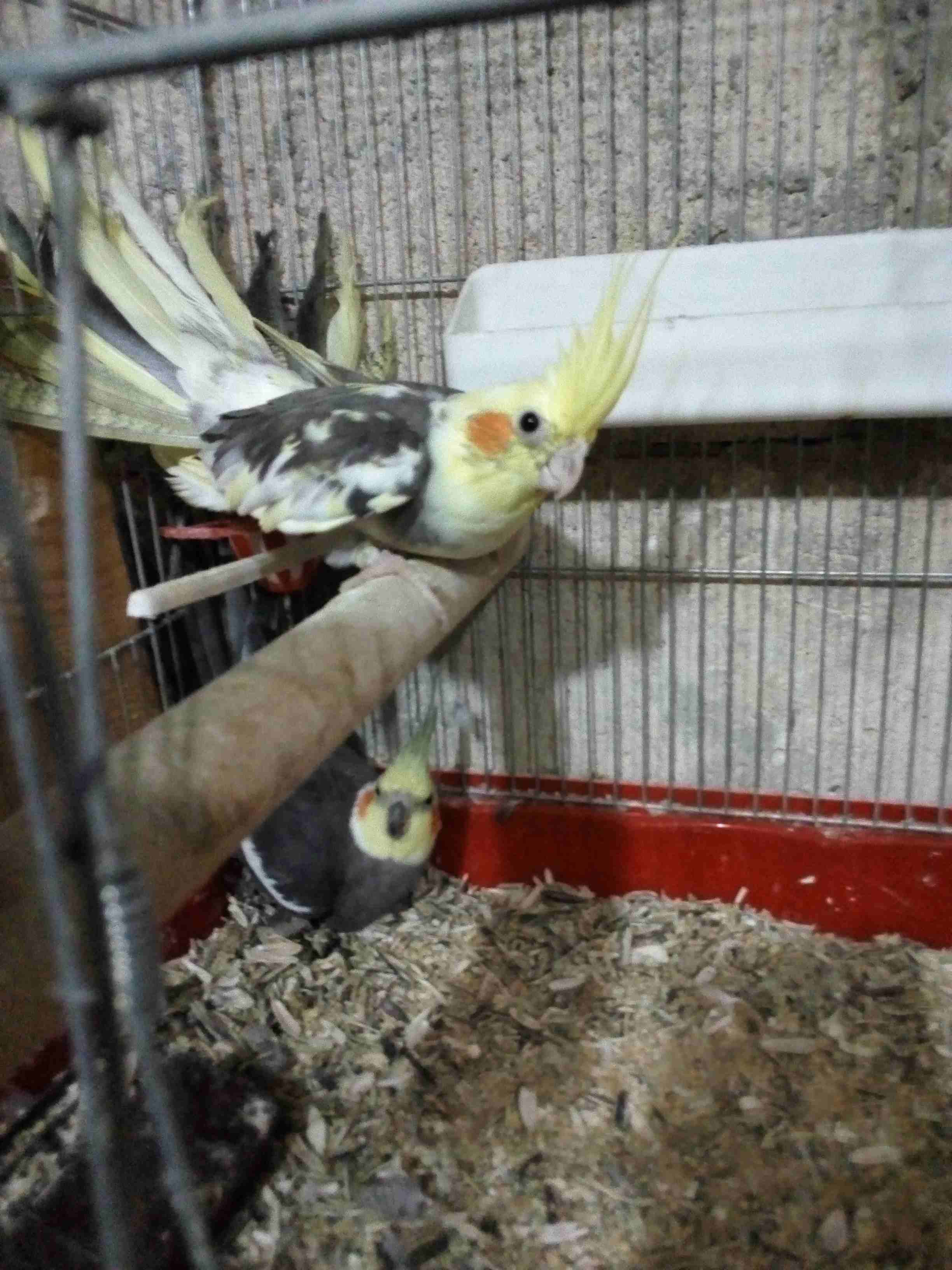 جوز كوكتيل تحتيهم فراخ ، وبايضات لبطن جديد ما شاء الله
لا تنسَ أنك شاهدت هذا الإعلان في عنكبوت
بس...