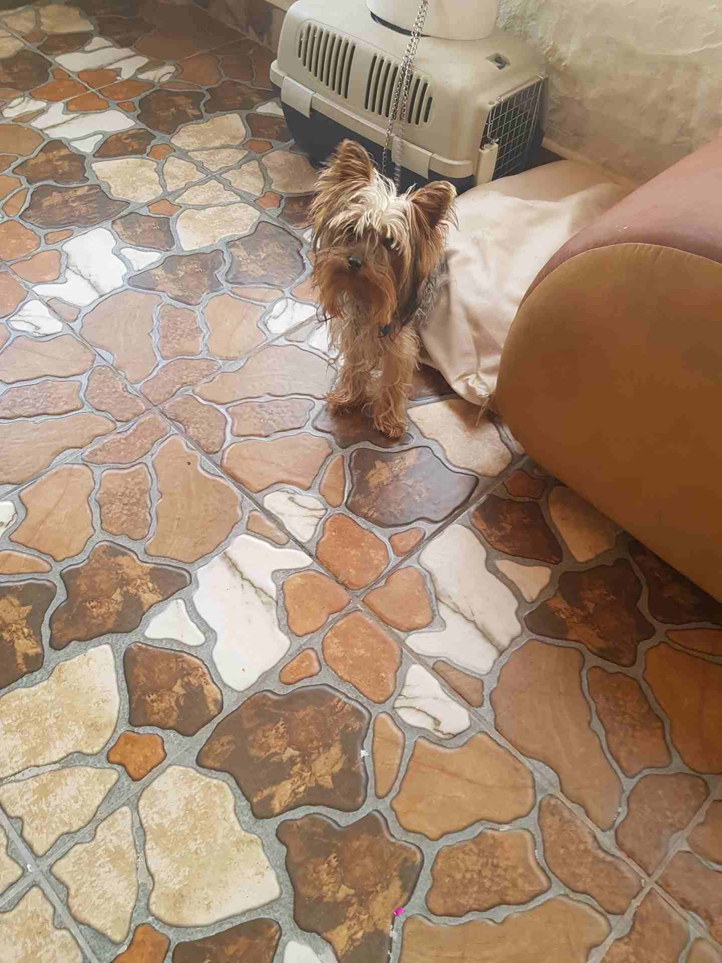 كلب يورك شير زينه اوكراني مع جواز سفر
لا تنسَ أنك شاهدت هذا الإعلان في عنكبوت
عمره ست شهور ذكر مع...