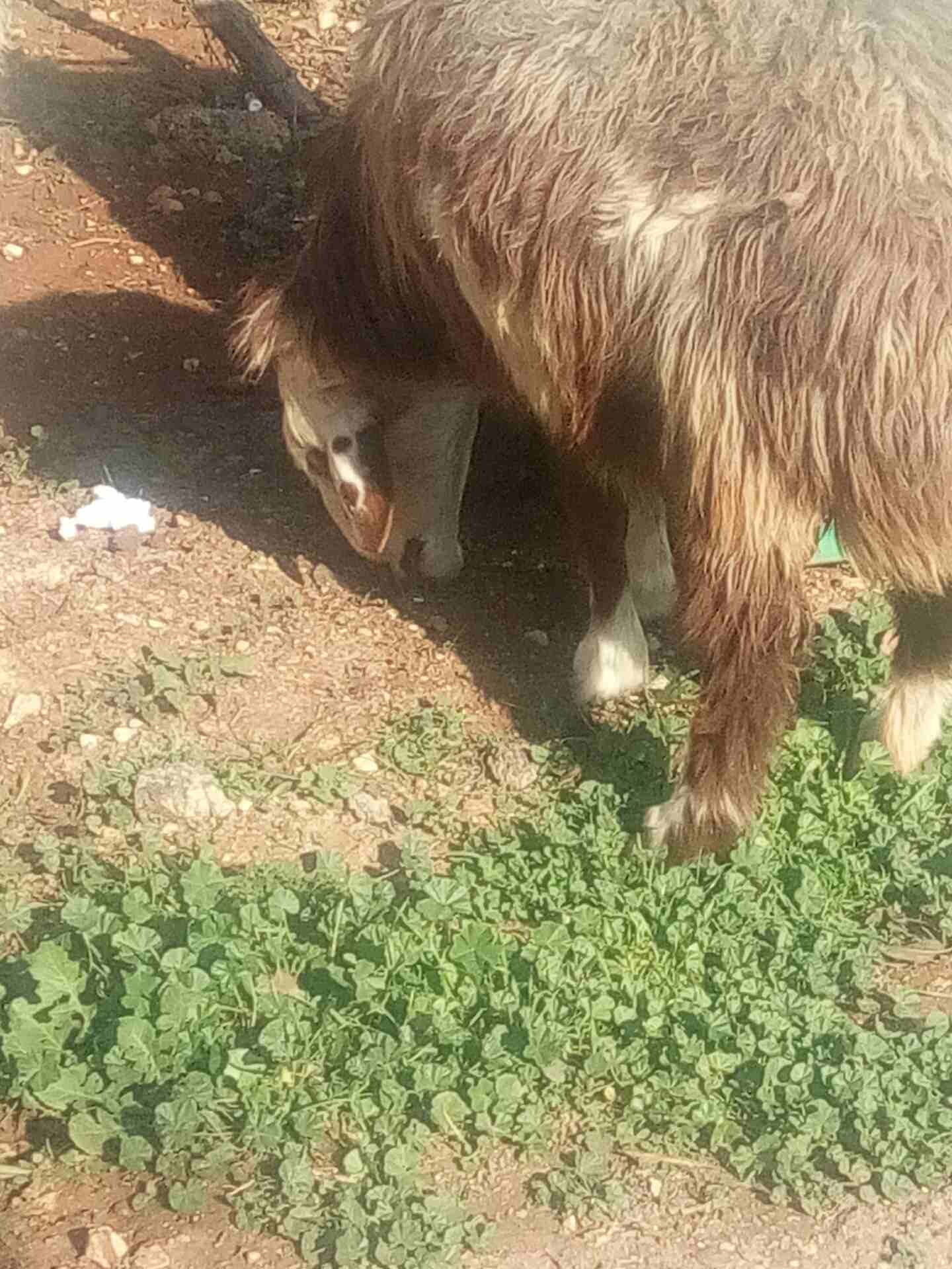 غنم لحم
لا تنسَ أنك شاهدت هذا الإعلان في عنكبوت
نعجة لحم سن النعجة رباعية ... العابور عمرها 11 ش...