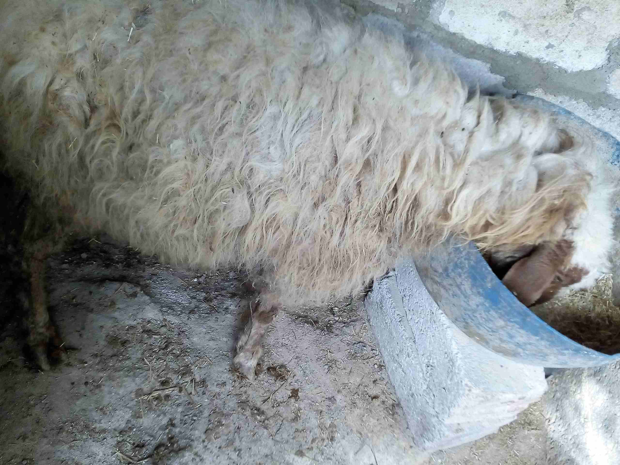بسم الله
لا تنسَ أنك شاهدت هذا الإعلان في عنكبوت
يوجد نعجة سن نظيف صحة ونظافة من حظ الشرا والله...