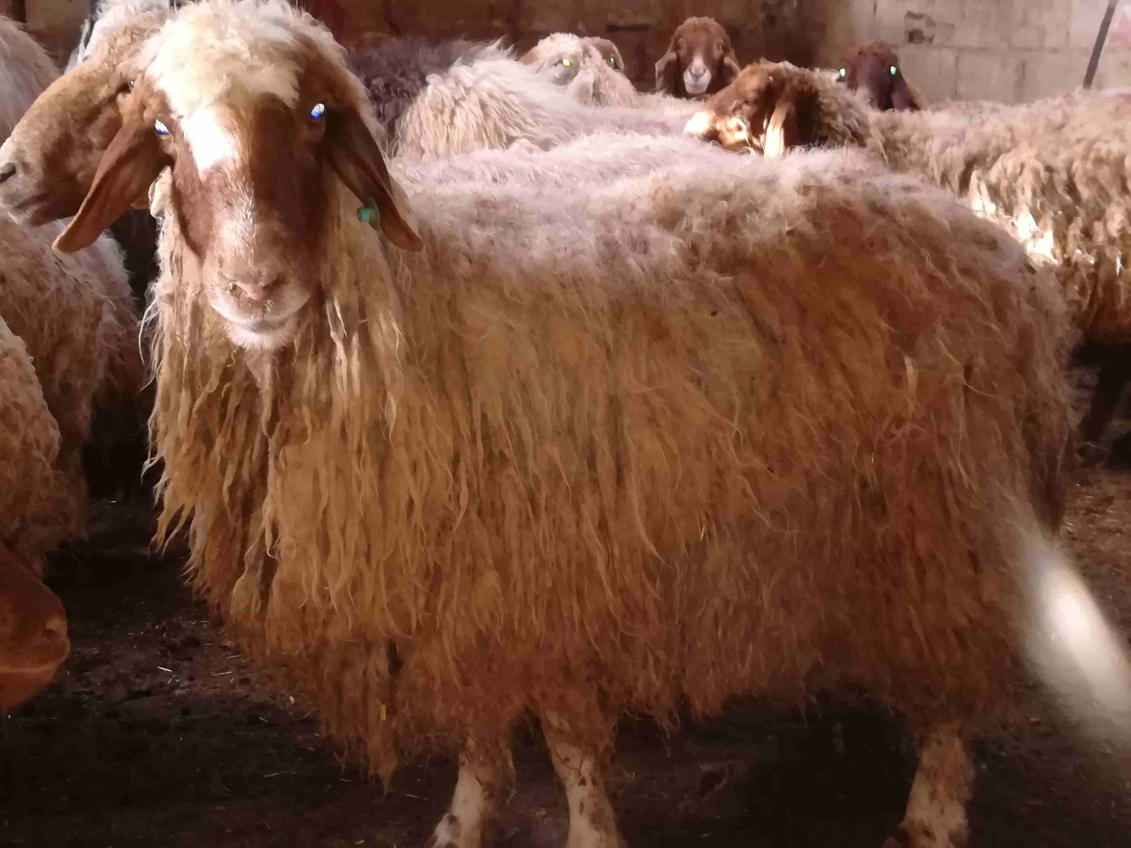 غنم معشير وا لحم
لا تنسَ أنك شاهدت هذا الإعلان في عنكبوت
غنم معشير ولحم عدد 19...