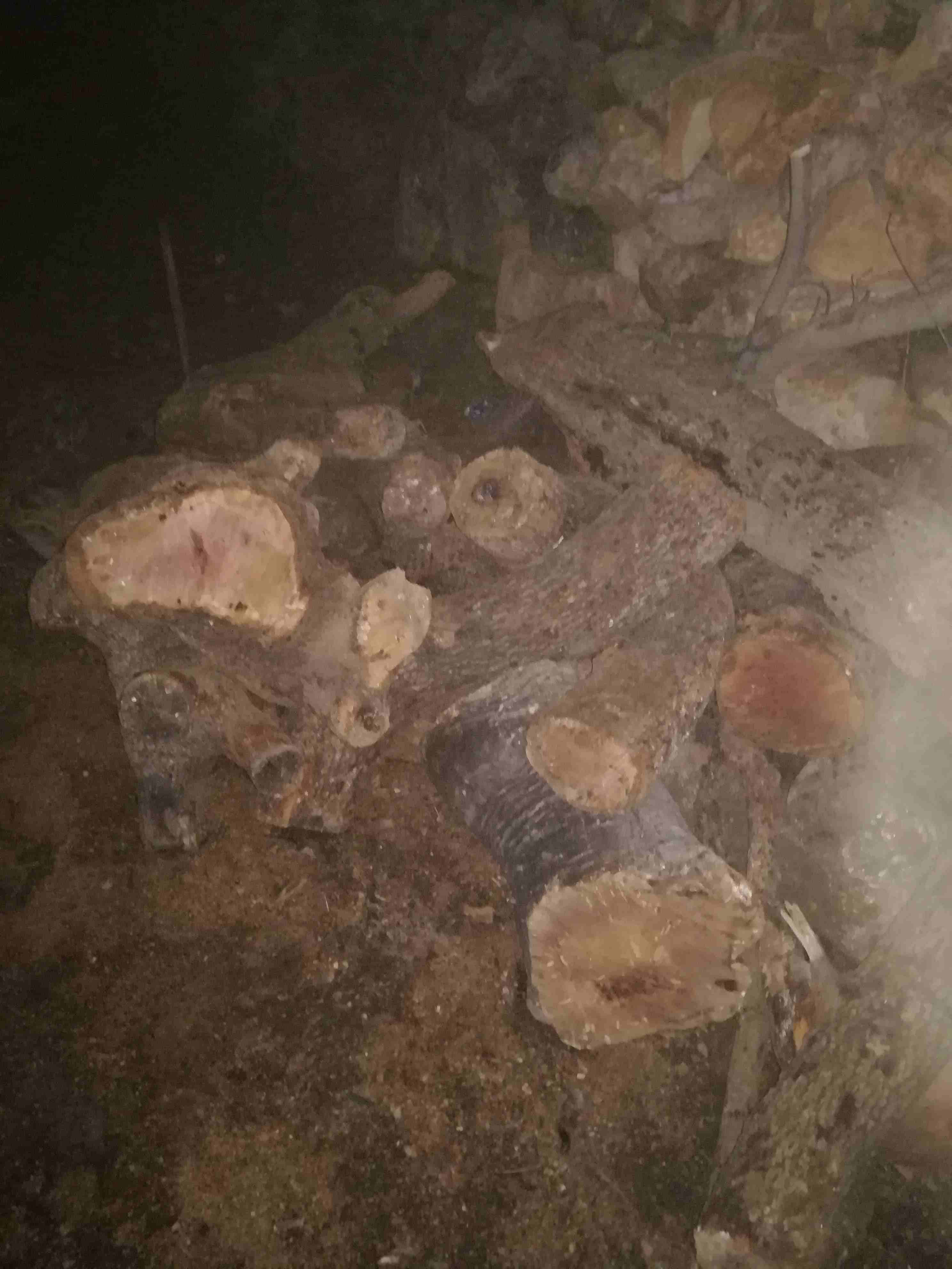 حطب بلوط اصلي للبيع
لا تنسَ أنك شاهدت هذا الإعلان في عنكبوت
حطب يابس للبيع بلوط اصلي سعر طون 100...