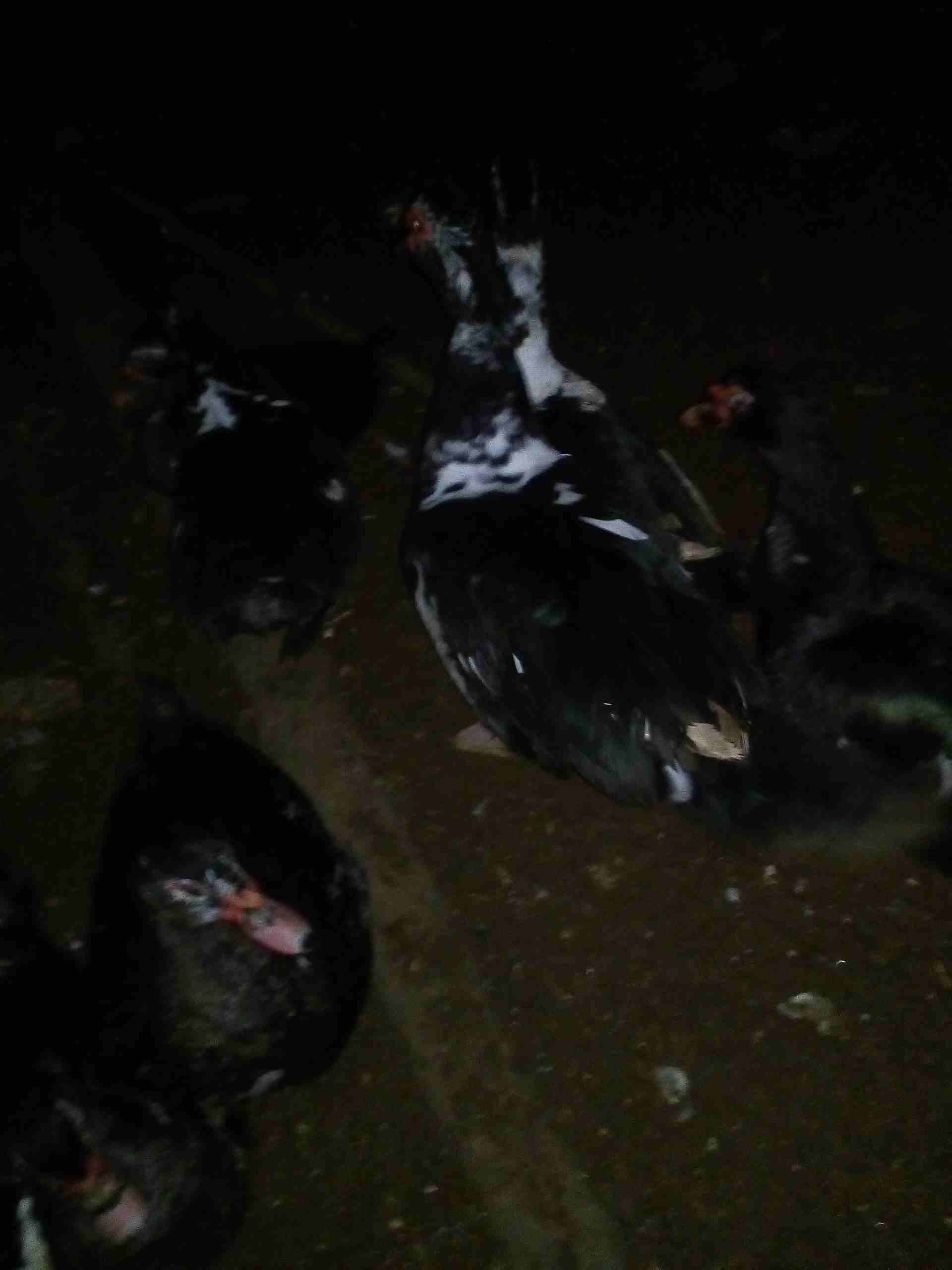 يوجد بط للبيع
لا تنسَ أنك شاهدت هذا الإعلان في عنكبوت
يوجد بط للبيع نوع كسوفي 3ذكور و5 اناثي...