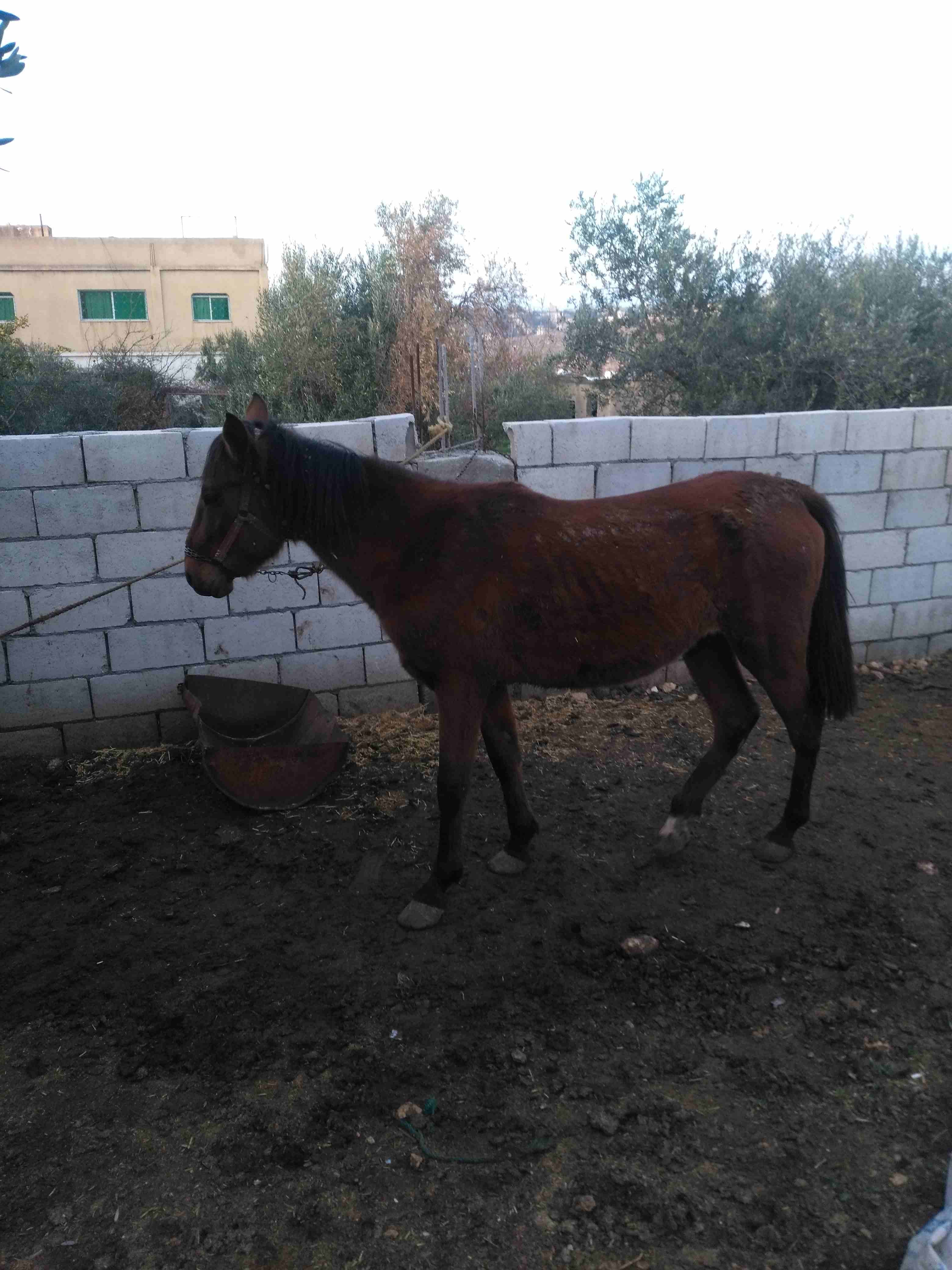 اربد بيت يافا
لا تنسَ أنك شاهدت هذا الإعلان في عنكبوت
احصان عمره ثلاث ونصف وفرس عمرها خمسه سنوات...
