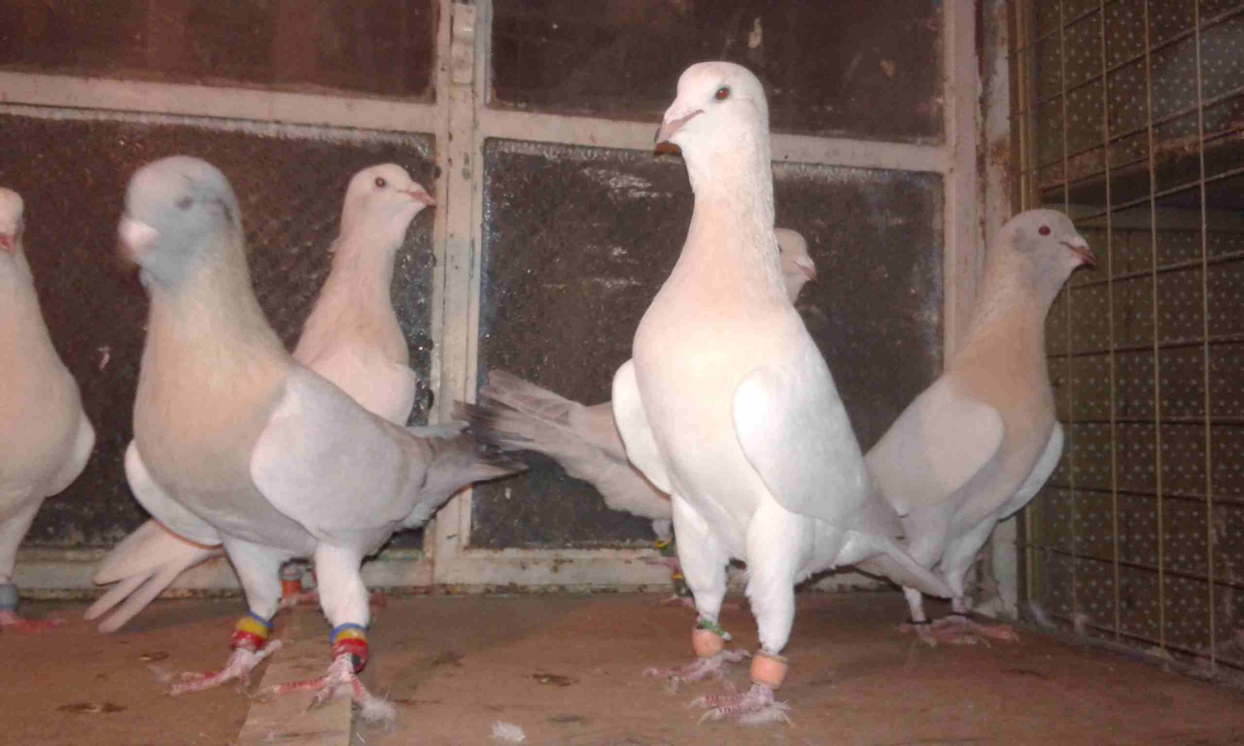 بسم الله اعاده طرح عائله رياحنه وسكريات نخب
لا تنسَ أنك شاهدت هذا الإعلان في عنكبوت
جوز اهالي واو...