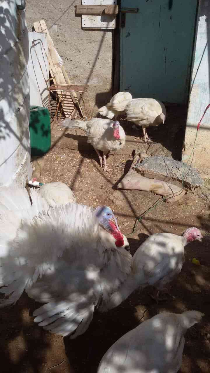 حبش للبيع
لا تنسَ أنك شاهدت هذا الإعلان في عنكبوت
حبش للبيع ذكور تكبيس واناثي بياضه صحه تمام...