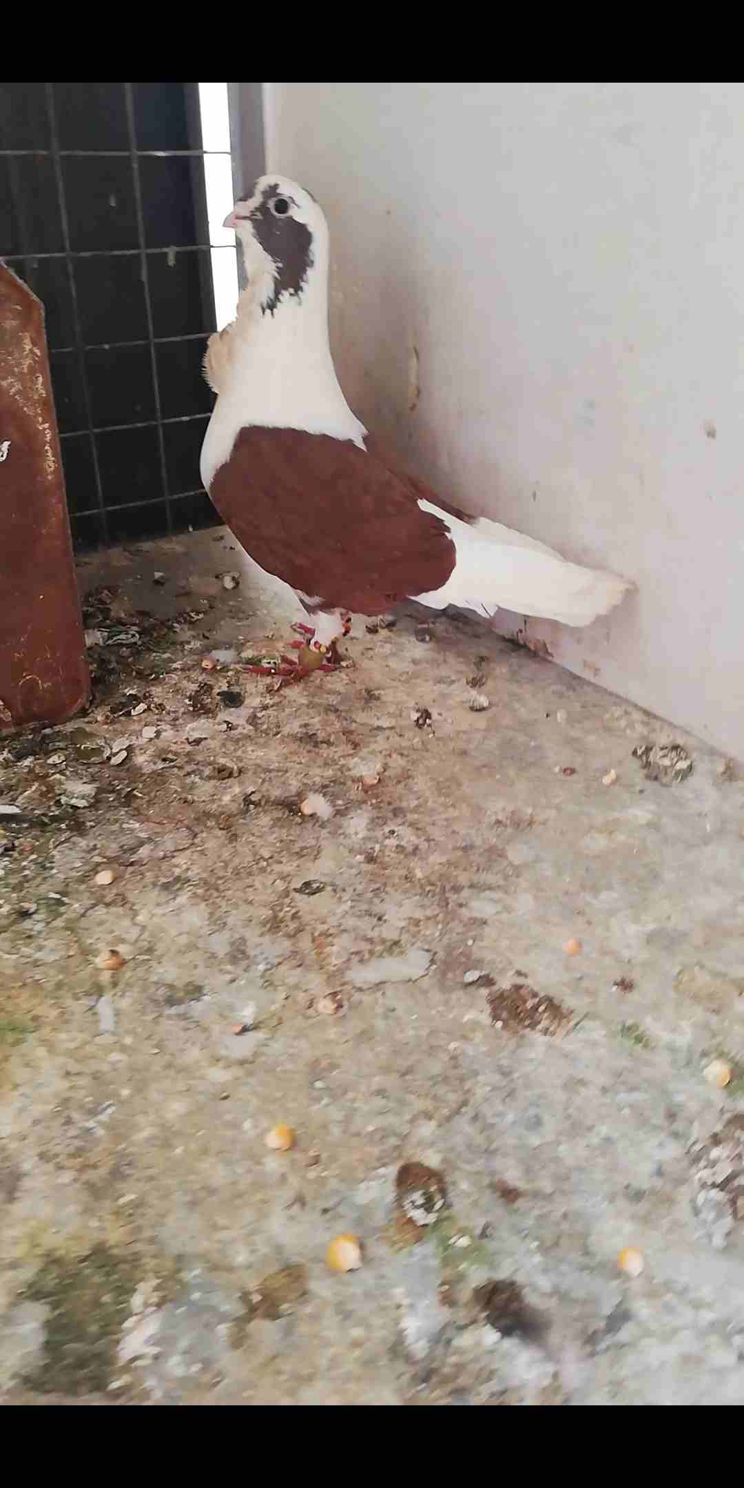 برابسه
لا تنسَ أنك شاهدت هذا الإعلان في عنكبوت
جوز برابسه الفحل احمر حمار حنا بجنن اربع طبع
والطي...