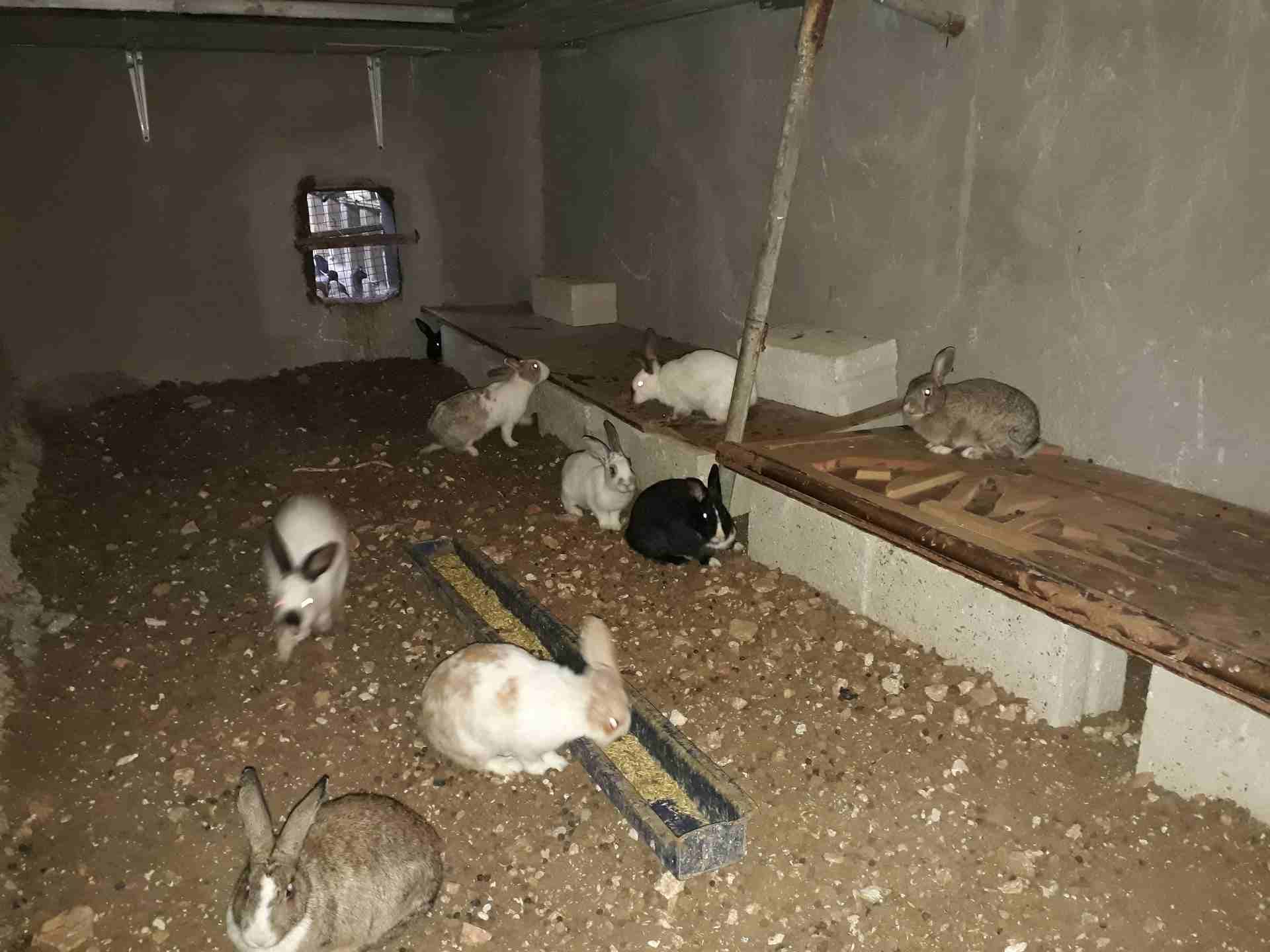 11 انثي وذكر للبيع عمان كوم كامل 120 دينار من الاخر
لا تنسَ أنك شاهدت هذا الإعلان في عنكبوت
0799854051
رقم المعلن :07...