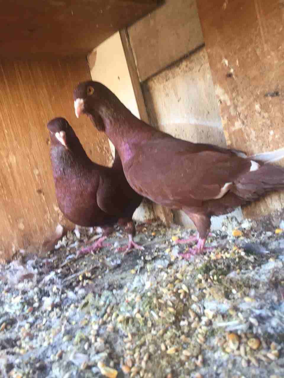 جوزين شغلات للبيع او البدل
لا تنسَ أنك شاهدت هذا الإعلان في عنكبوت
جواز شغلات...