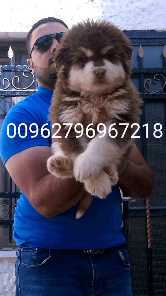 Gaint Alaskan Malamute
لا تنسَ أنك شاهدت هذا الإعلان في عنكبوت
بسم الله ما شاء الله ...
متاح...