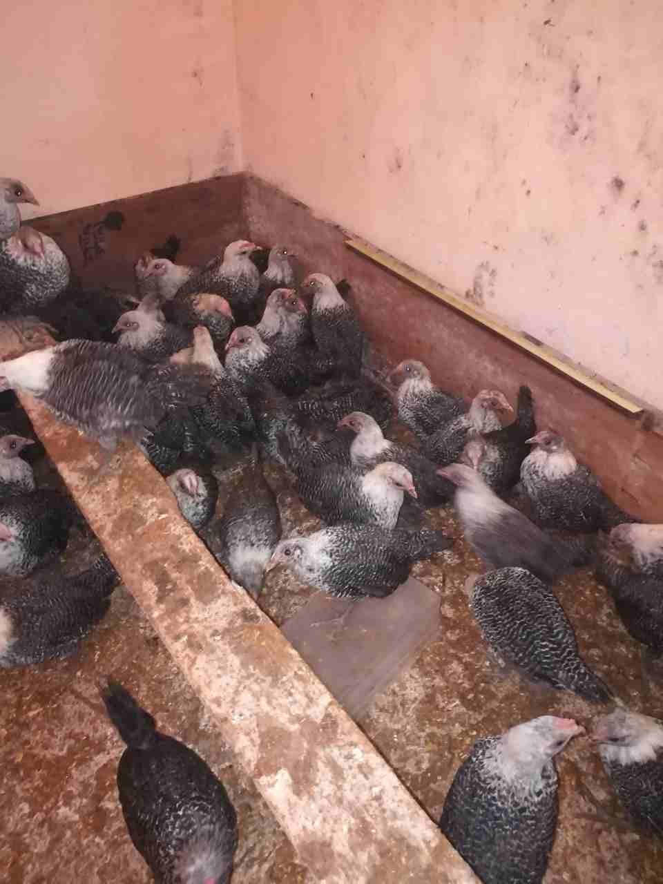 فراخ 122 حبه
لا تنسَ أنك شاهدت هذا الإعلان في عنكبوت
122 فرخه العمر شهرين...