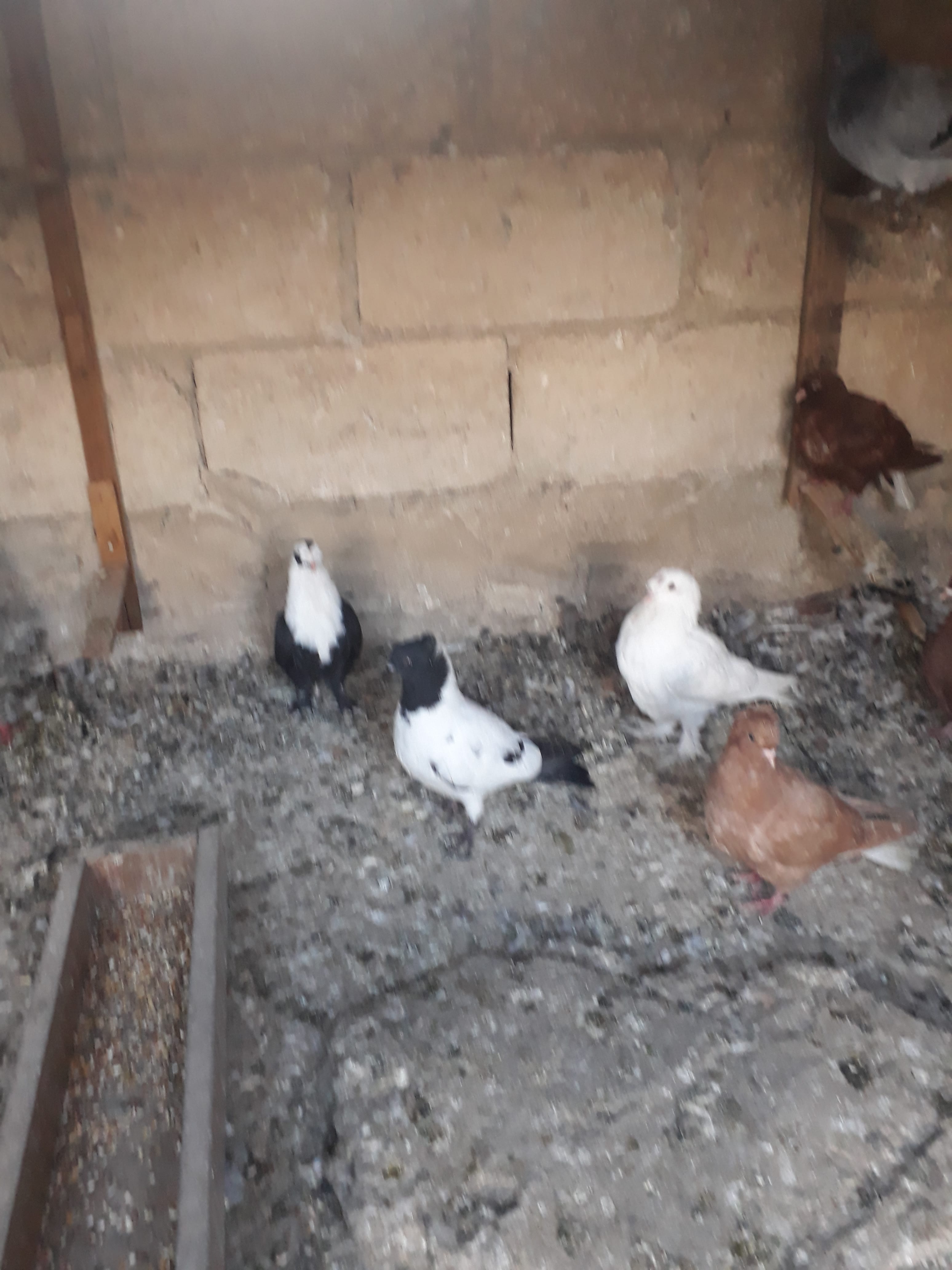 12 فرخ للبيع بواقي مشكله
لا تنسَ أنك شاهدت هذا الإعلان في عنكبوت
الرصيفه الجبل الشمالي
في منه...