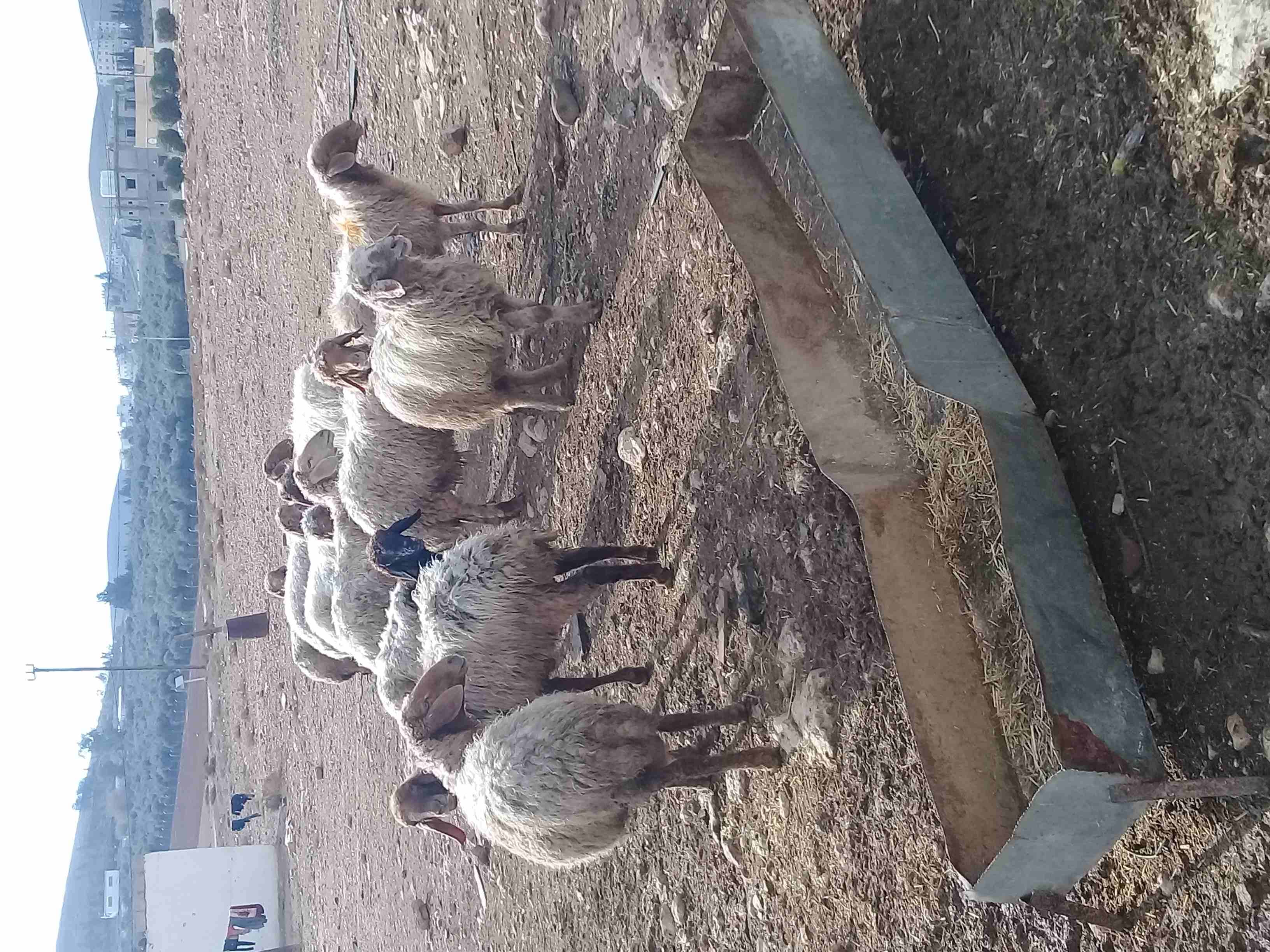 نعاج 12 سبعه اعشار سن ولحم
لا تنسَ أنك شاهدت هذا الإعلان في عنكبوت
نعاج 12 سبعه إعشار من شهرين لى...