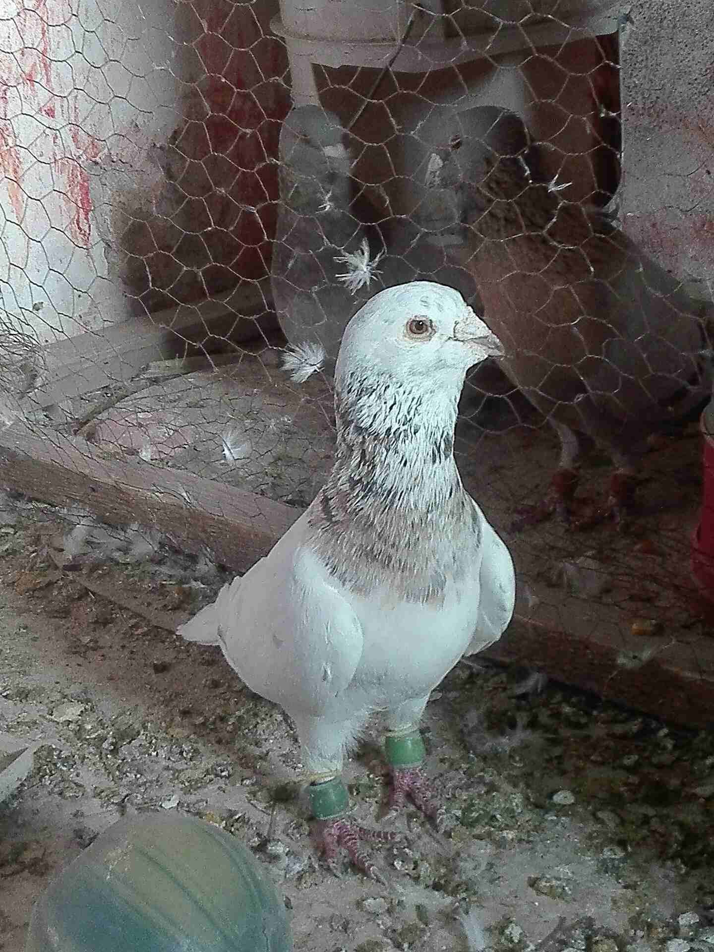 حرق حرررق 7جواز للبيع شغالات كلهم . معهم بيض واشي فراخ 5جواز ريخاني وجوزين حلوات
لا تنسَ أنك شاهدت هذا الإعلان في عنكبوت...