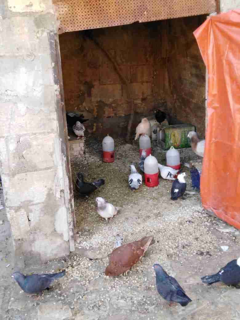 حمام كش وزق
لا تنسَ أنك شاهدت هذا الإعلان في عنكبوت
حمام كش وزق بسعر مغري الطير بخمسه العدد 4...