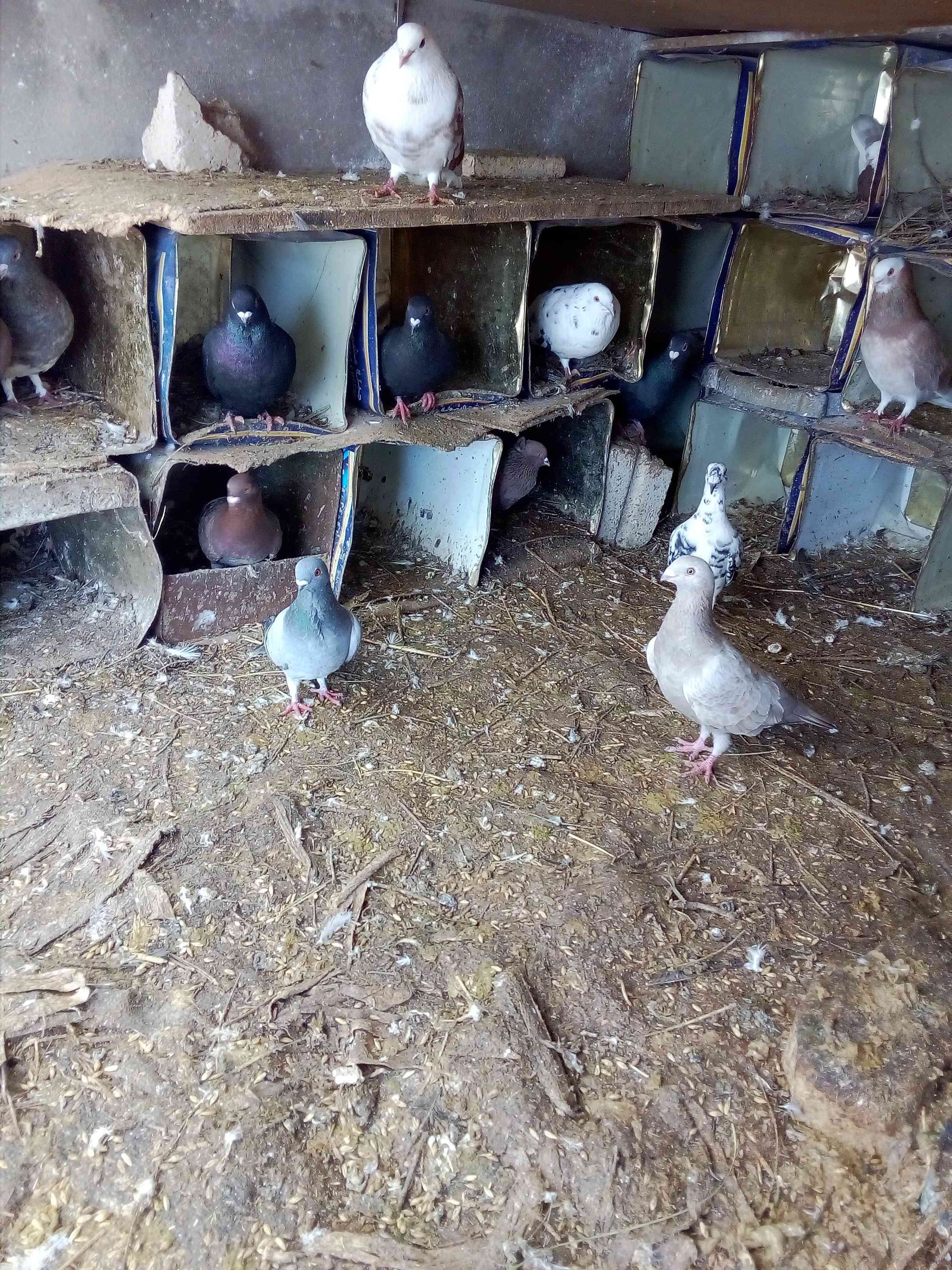 حمام للبيع
لا تنسَ أنك شاهدت هذا الإعلان في عنكبوت
حمام للبيع...