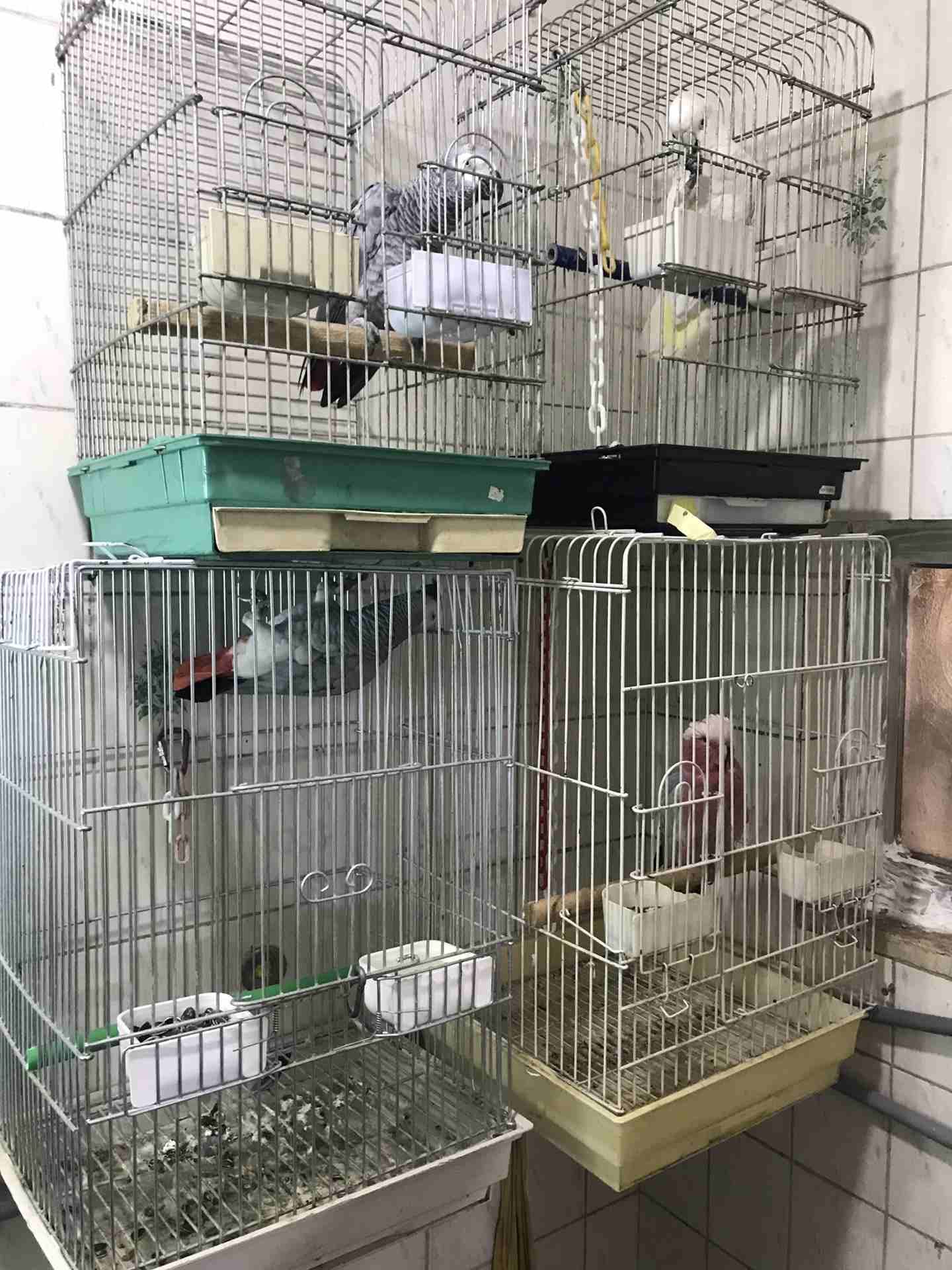 ببغات للبيع
لا تنسَ أنك شاهدت هذا الإعلان في عنكبوت
كاسكو 390 دينار
كاسكو 350 دينار
كوكاتو قالا...