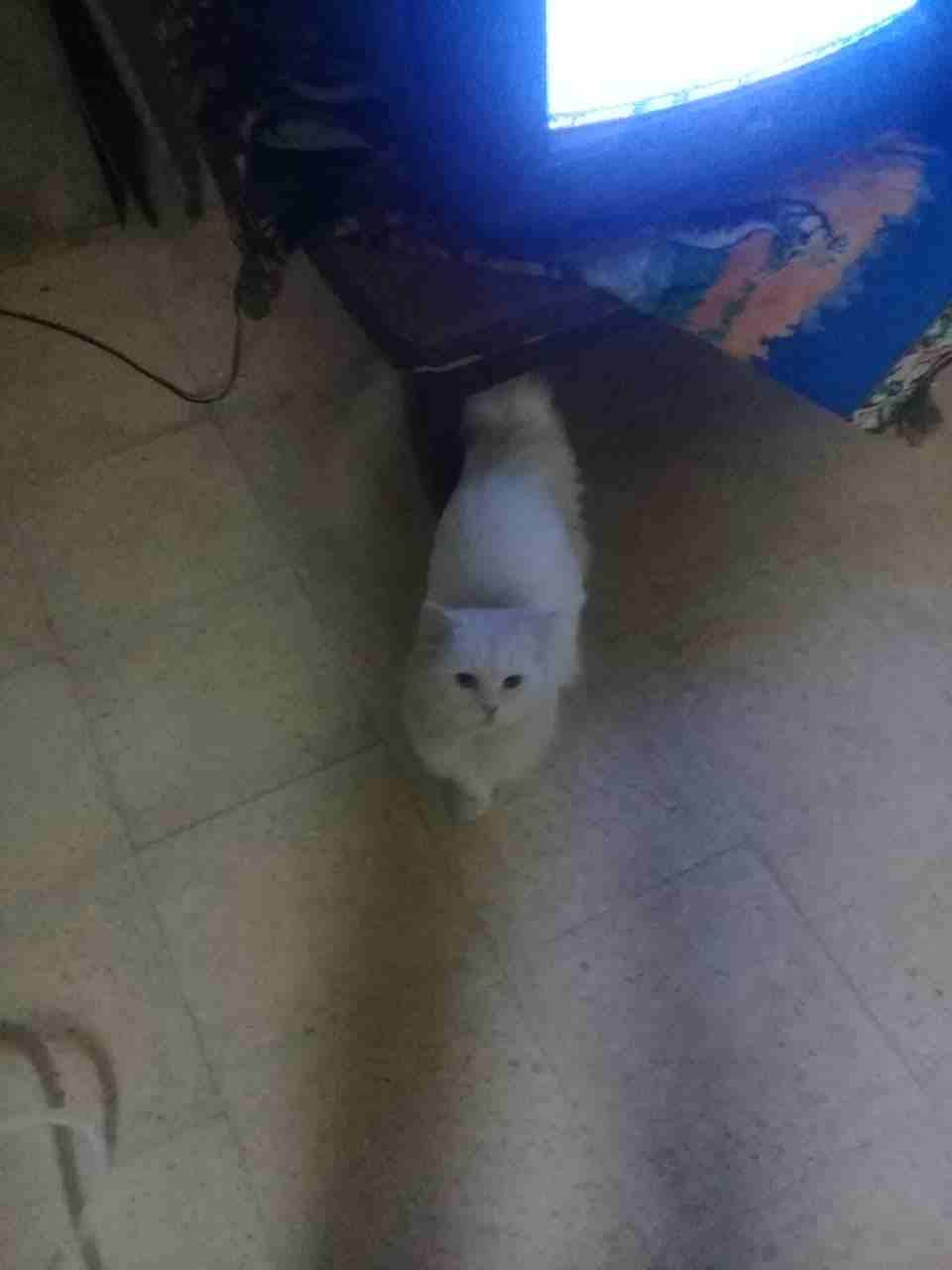 قطه شيرازي لون ابيض عيون حمر حجمها وسط
لا تنسَ أنك شاهدت هذا الإعلان في عنكبوت
قطه شيرازي لون ابي...