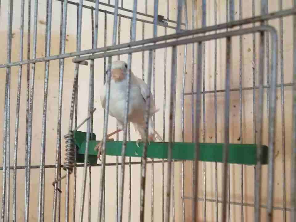 فحل ابيض بندوق سكوتش
لا تنسَ أنك شاهدت هذا الإعلان في عنكبوت
فحل ابيض بندوق سكوتش مزبن شبر زي الن...