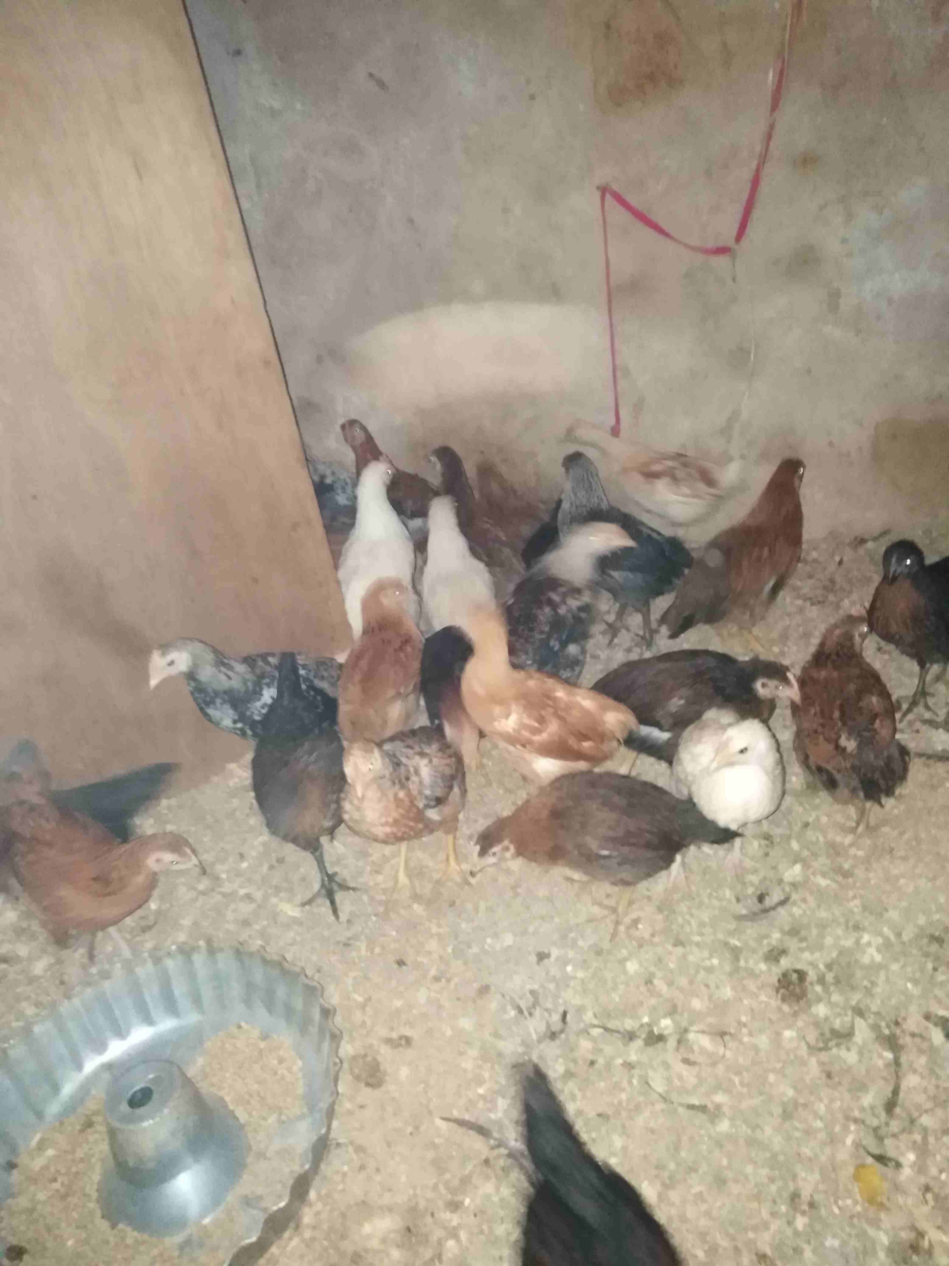 صوص هندي و بلدي عمر 75 يوم
لا تنسَ أنك شاهدت هذا الإعلان في عنكبوت
صوص هندي و بلدي عمر 75 يوم دين...