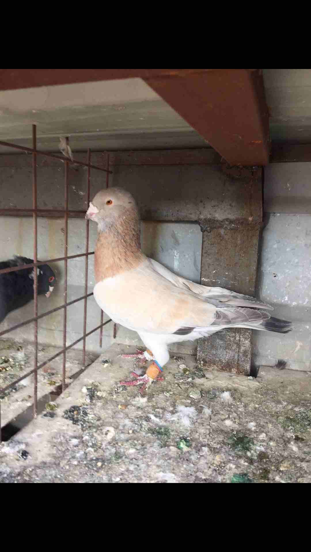 9 طيور كش بسعر مغري
لا تنسَ أنك شاهدت هذا الإعلان في عنكبوت
الطيور كش كلهم فحول
عدد 9 للبيع كلهم...